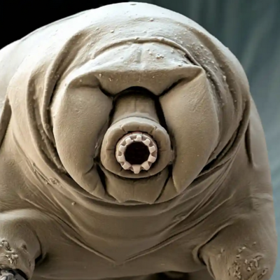 tardigrade