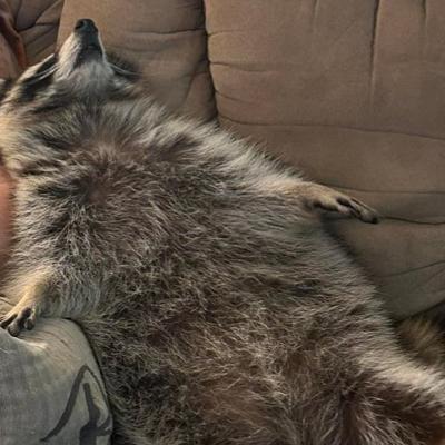 nicfitzgerald@hachyderm.io