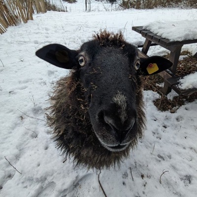 nielsole@hachyderm.io