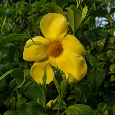 pheonix@hachyderm.io