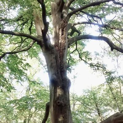 woodsbythesea@hachyderm.io