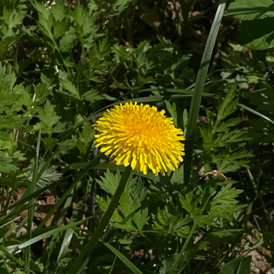 julianc@hachyderm.io