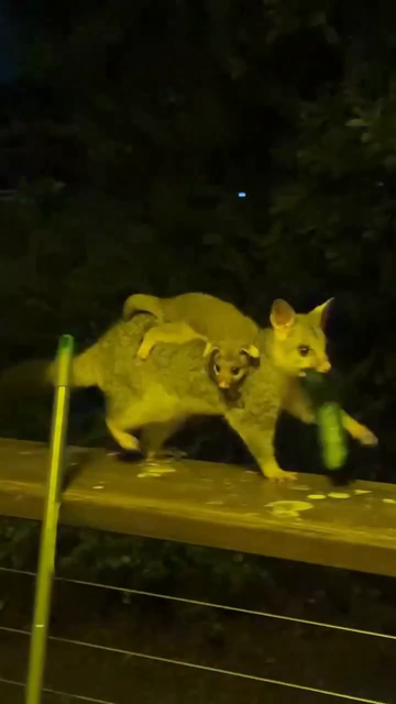 Сожрал я их # humor # music # wildlife # story # shorts