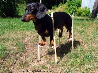A dachshund on stilts.