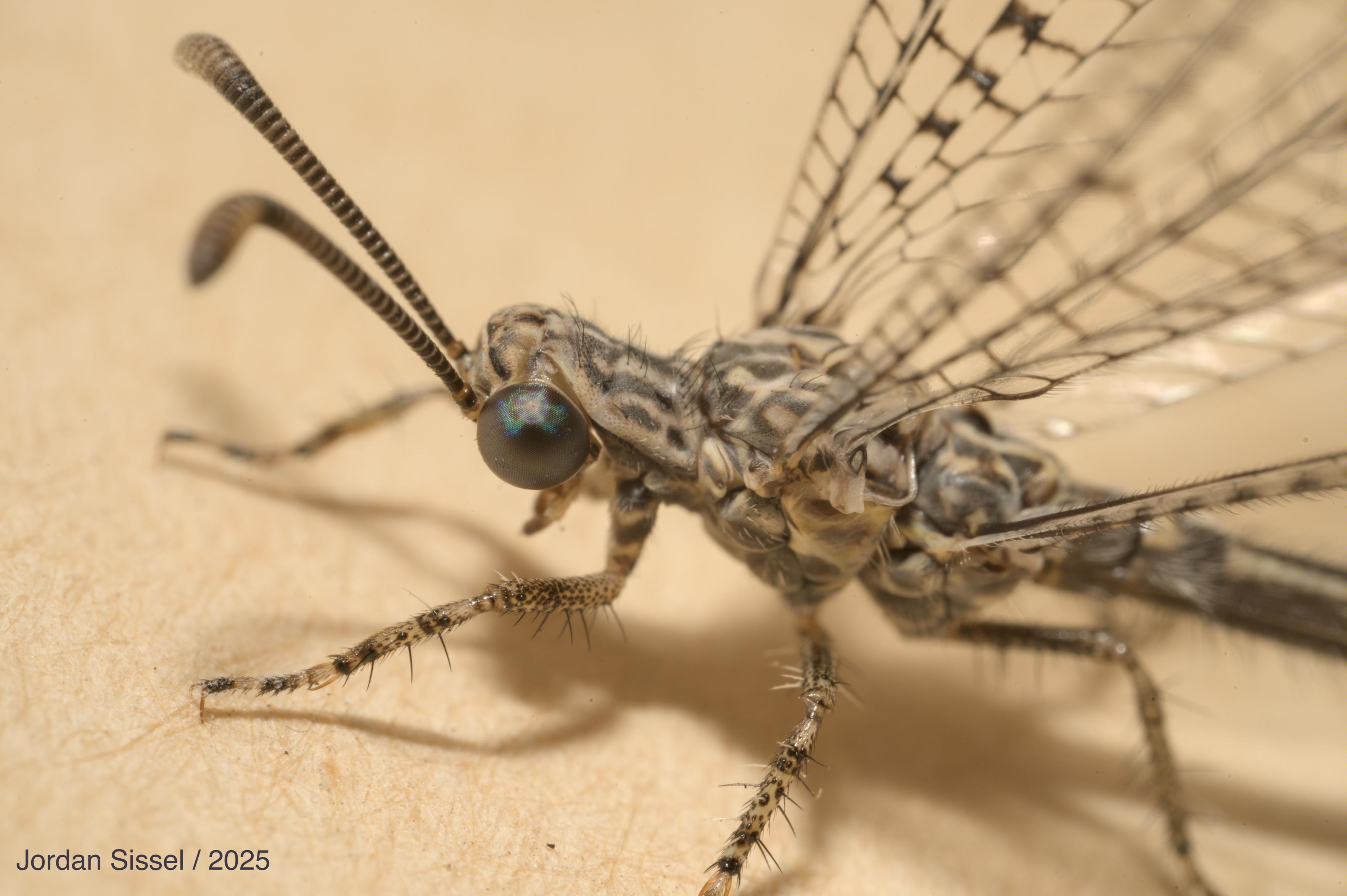 Close up on a winged insect with a long body. A mottling of beige and black covers the body and and legs. The wings are clear with spots of black/grey throughout. Its head has large spherical eyes which reflect the camera's flash with prismatic marbling pattern almost like a nebula. Close up on a winged insect with a long body. A mottling of beige and black covers the body and and legs. The wings are clear with spots of black/grey throughout. Its head has large spherical eyes which reflect the camera's flash with prismatic marbling pattern almost like a nebula.