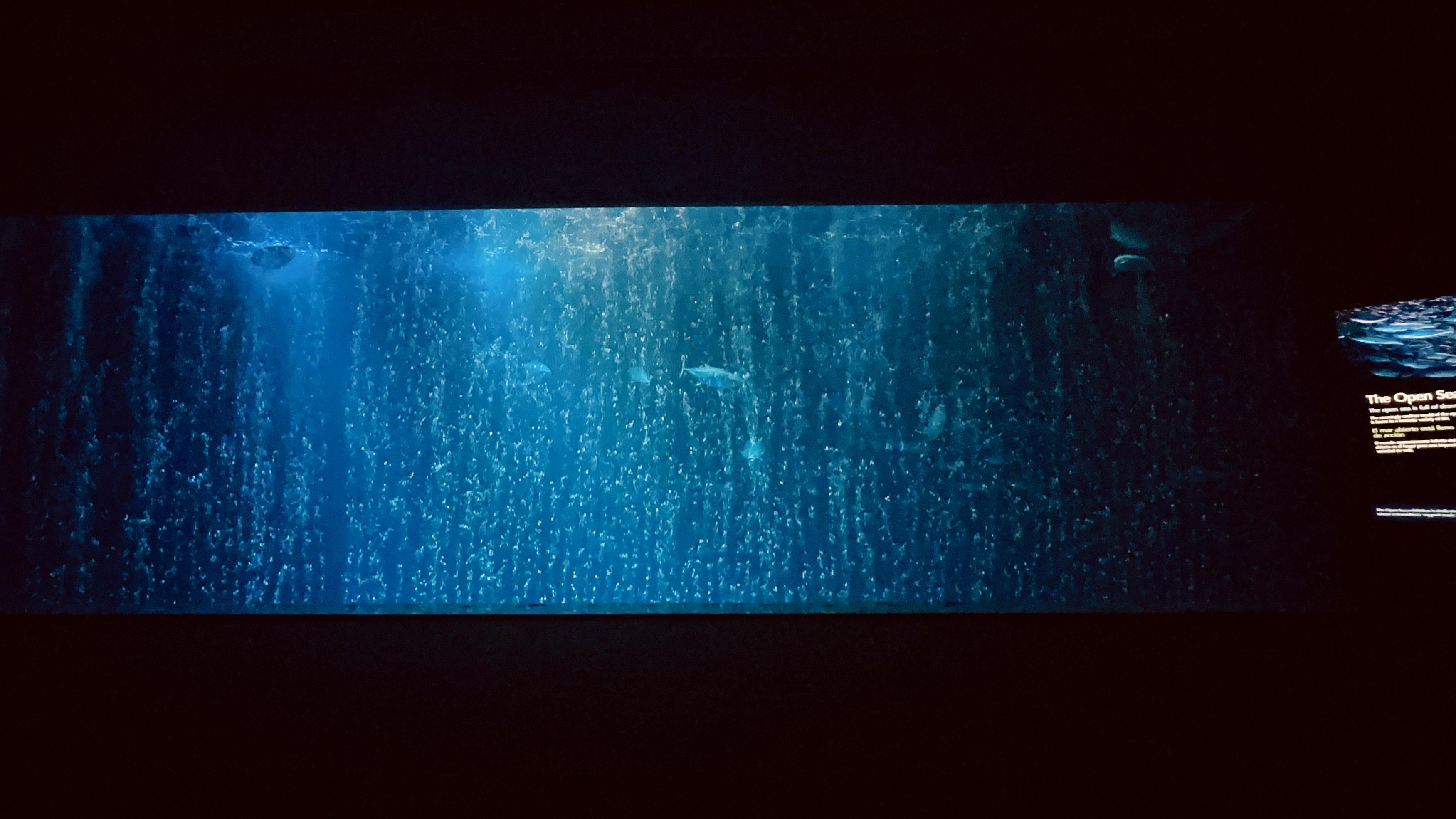 A photo of the massive open sea exhibit 