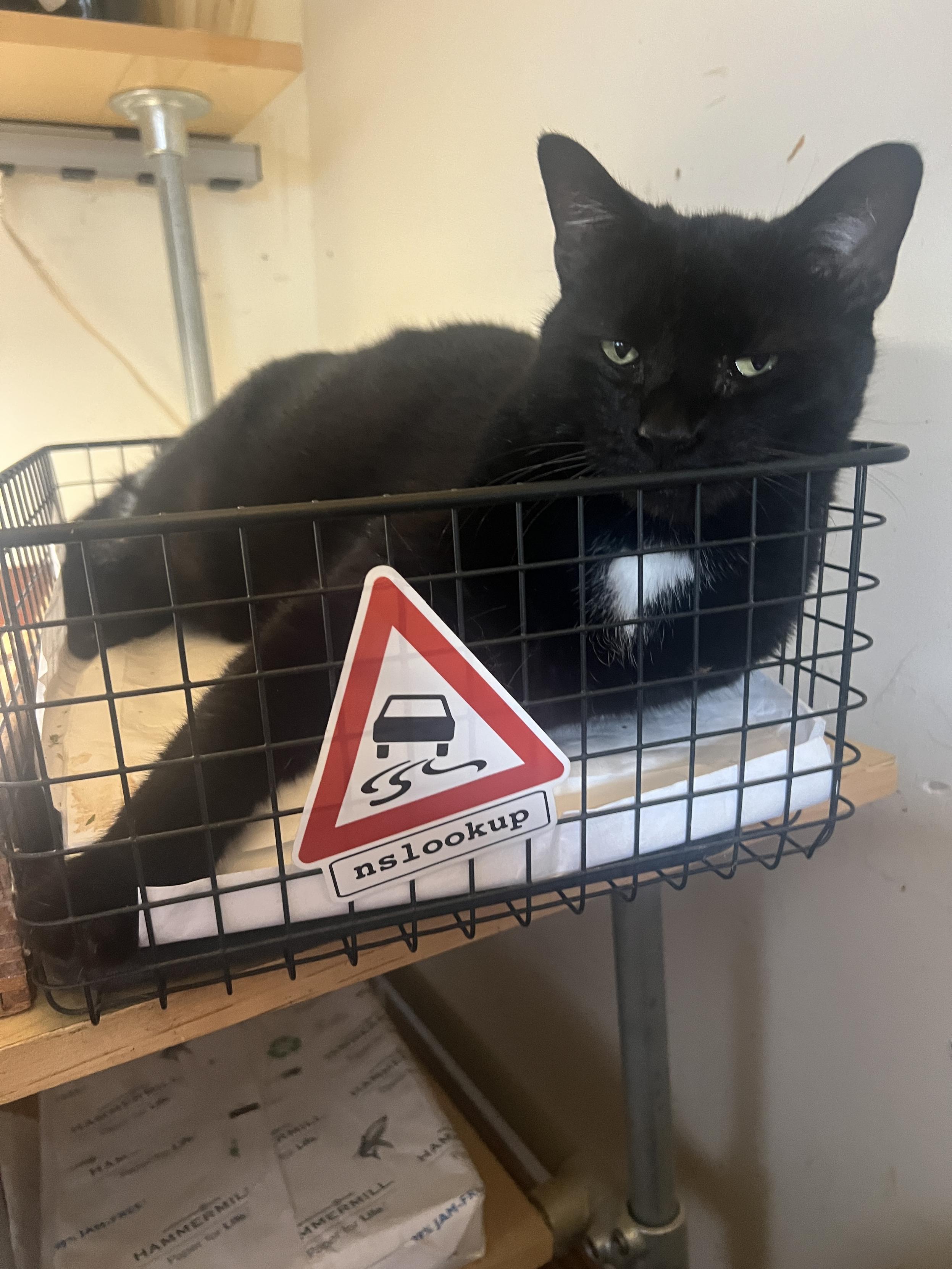 Nslookup johnny the cat