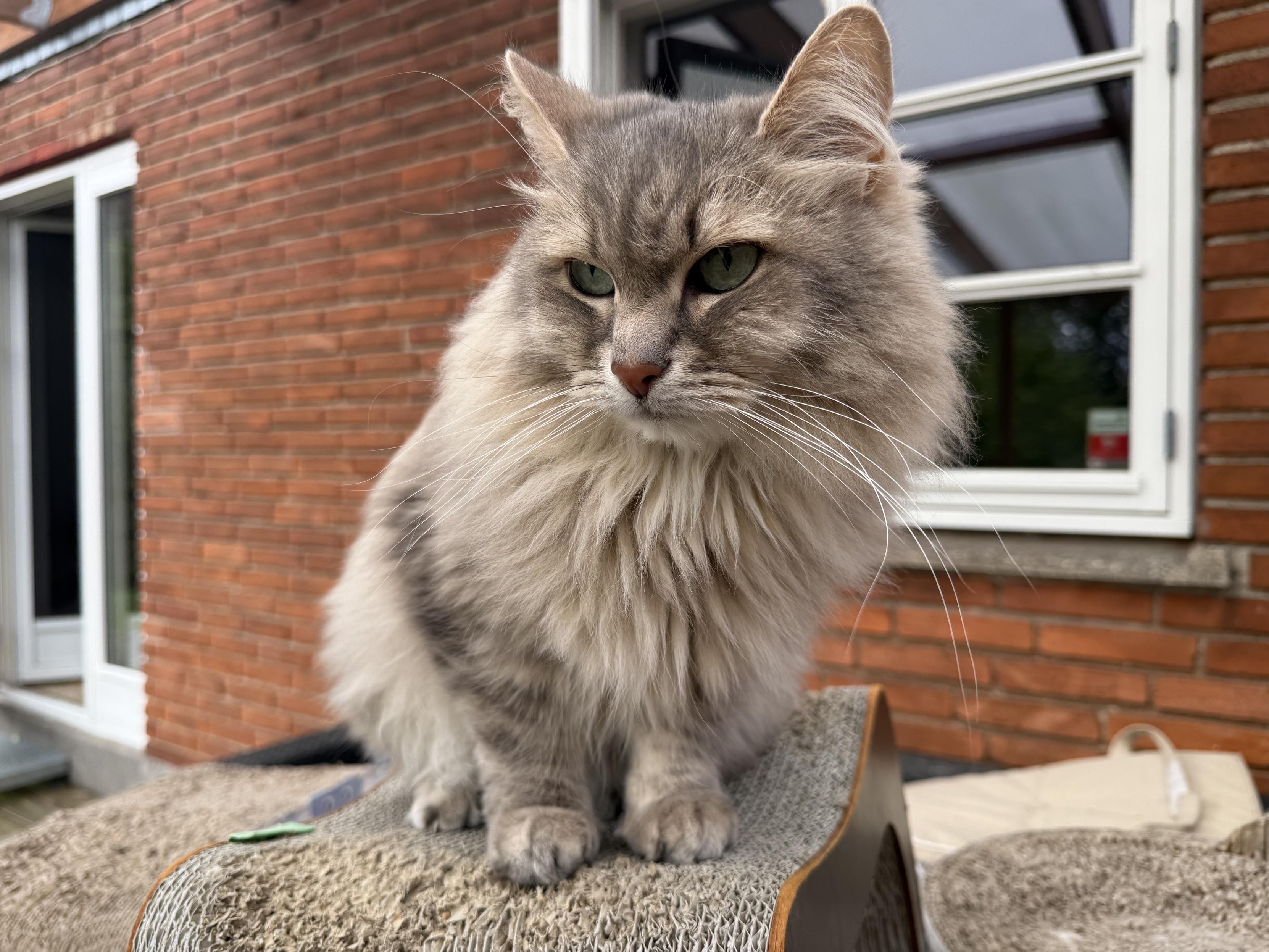 Closeup of a grey Siberian cat (Knold) sitting on a cardboard scratching tunnel in front of a house facade. He is staring out past the camera into the garden (outside the frame). He is looking quite fluffy, especially his mane.