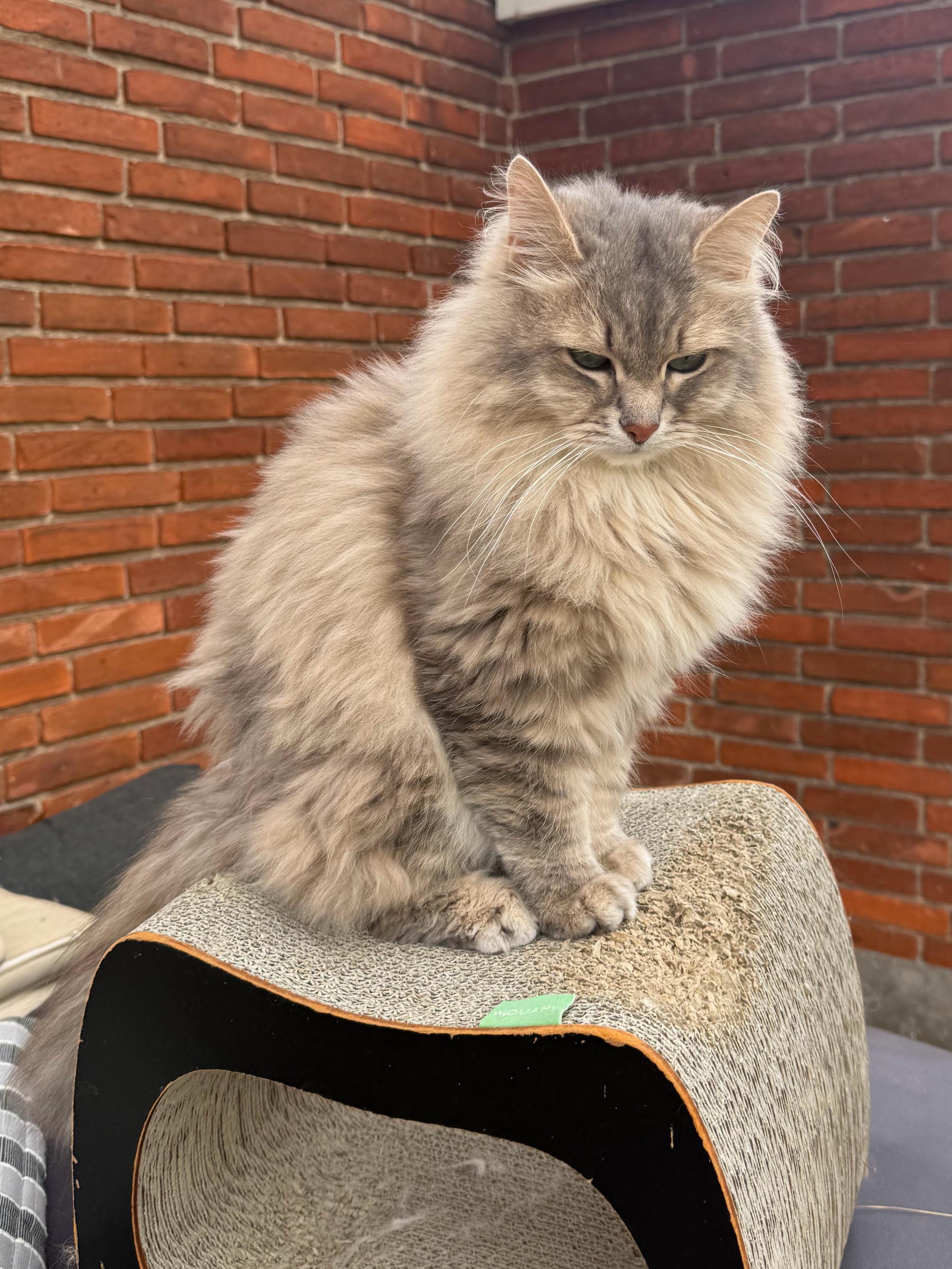 Closeup of a grey Siberian cat (Knold) sitting on a cardboard scratching tunnel in front of a house facade. He is looking slightly down, maybe the human is doing something interesting? He is looking quite fluffy, especially his large mane.