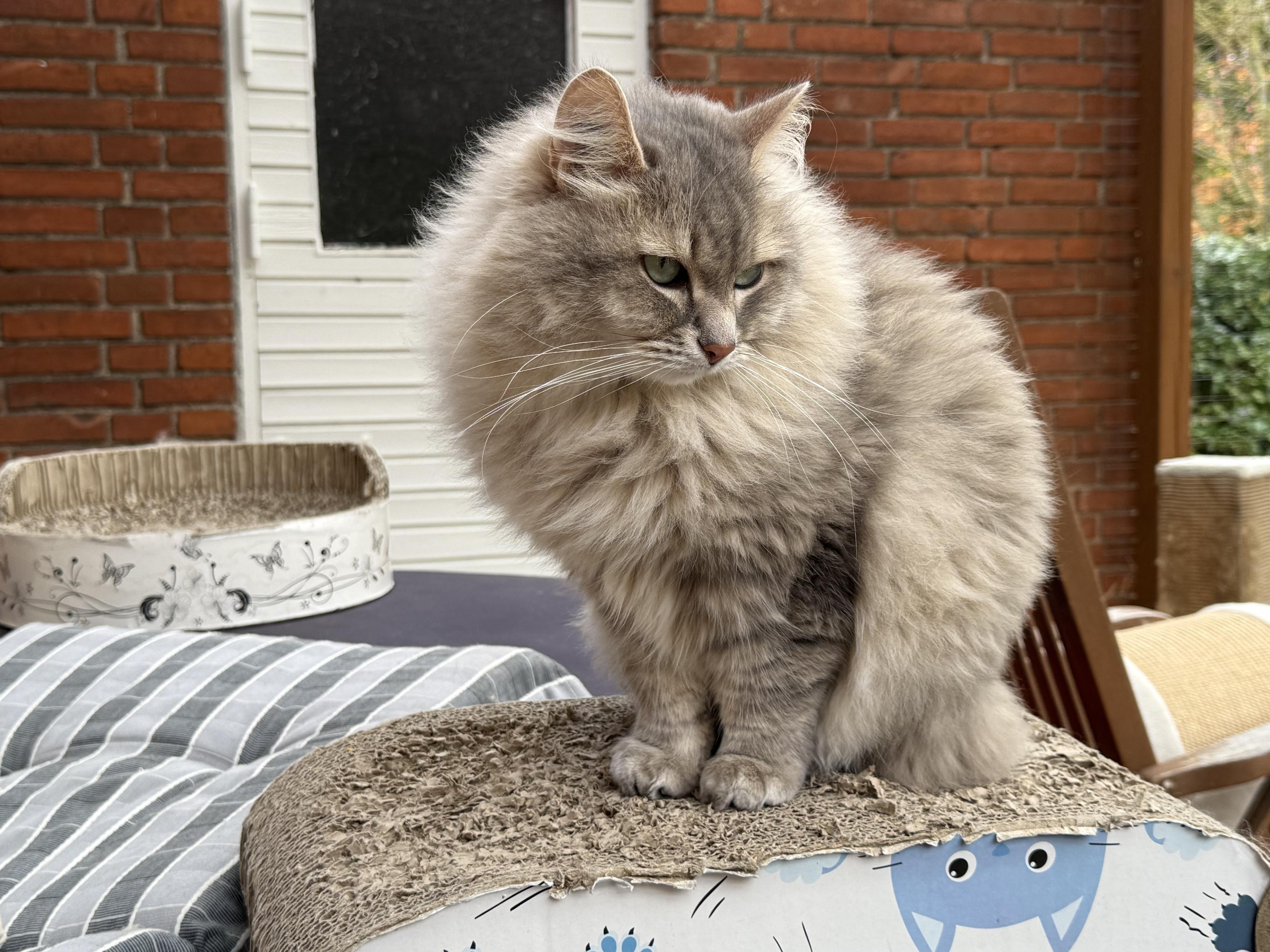 Closeup of a grey Siberian cat (Knold) sitting on a cardboard scratching pad in front of a house facade. His head is turned to look out into the garden. He is looking quite fluffy, especially his large mane.