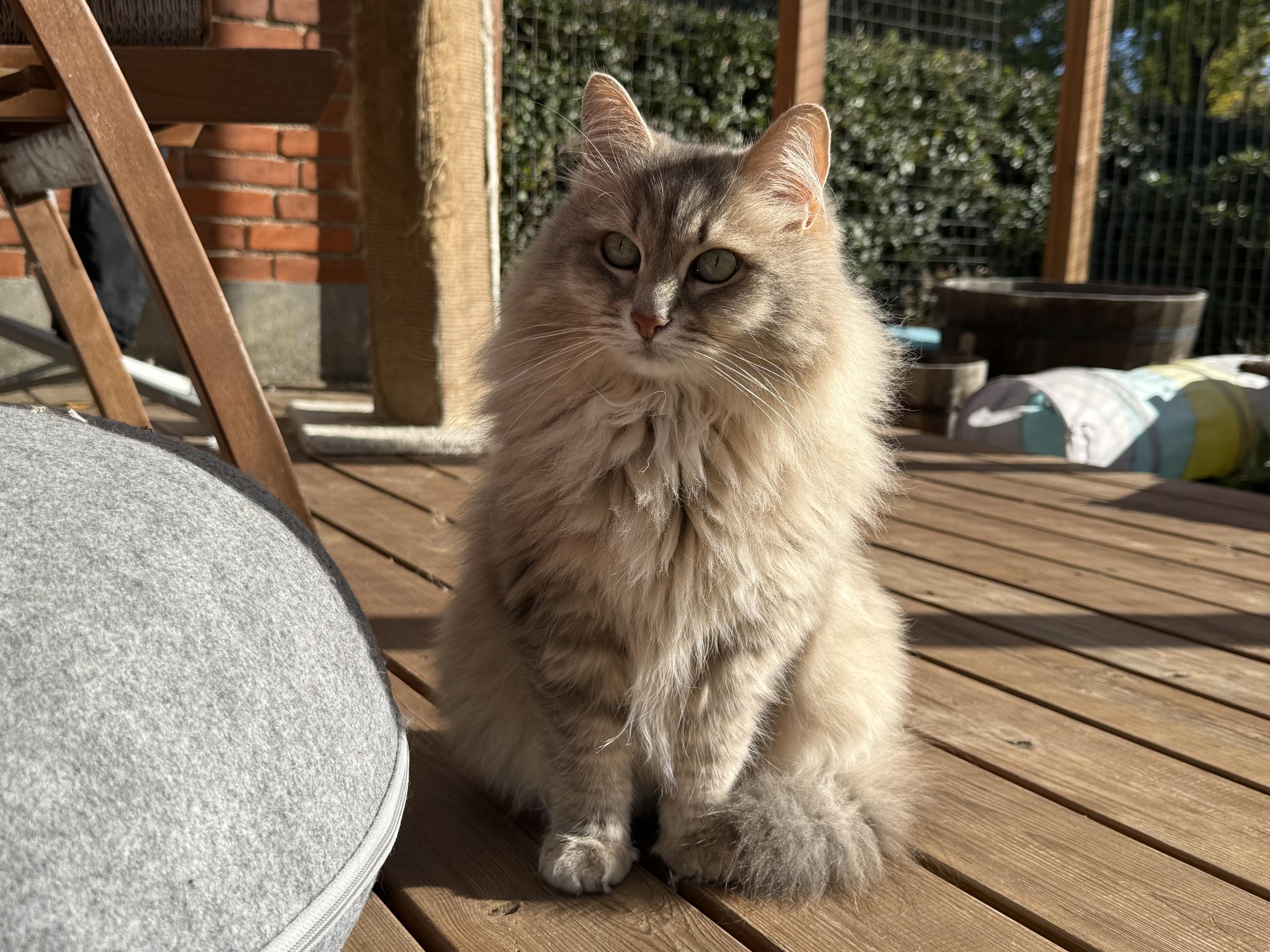 Closeup of a grey Siberian cat (Knold) sitting on a sunlit terrace floor looking almost directly at the camera. His tail is curled around him, and his fur is very fluffy, especially on his chest. His long white whiskers are very prominent.