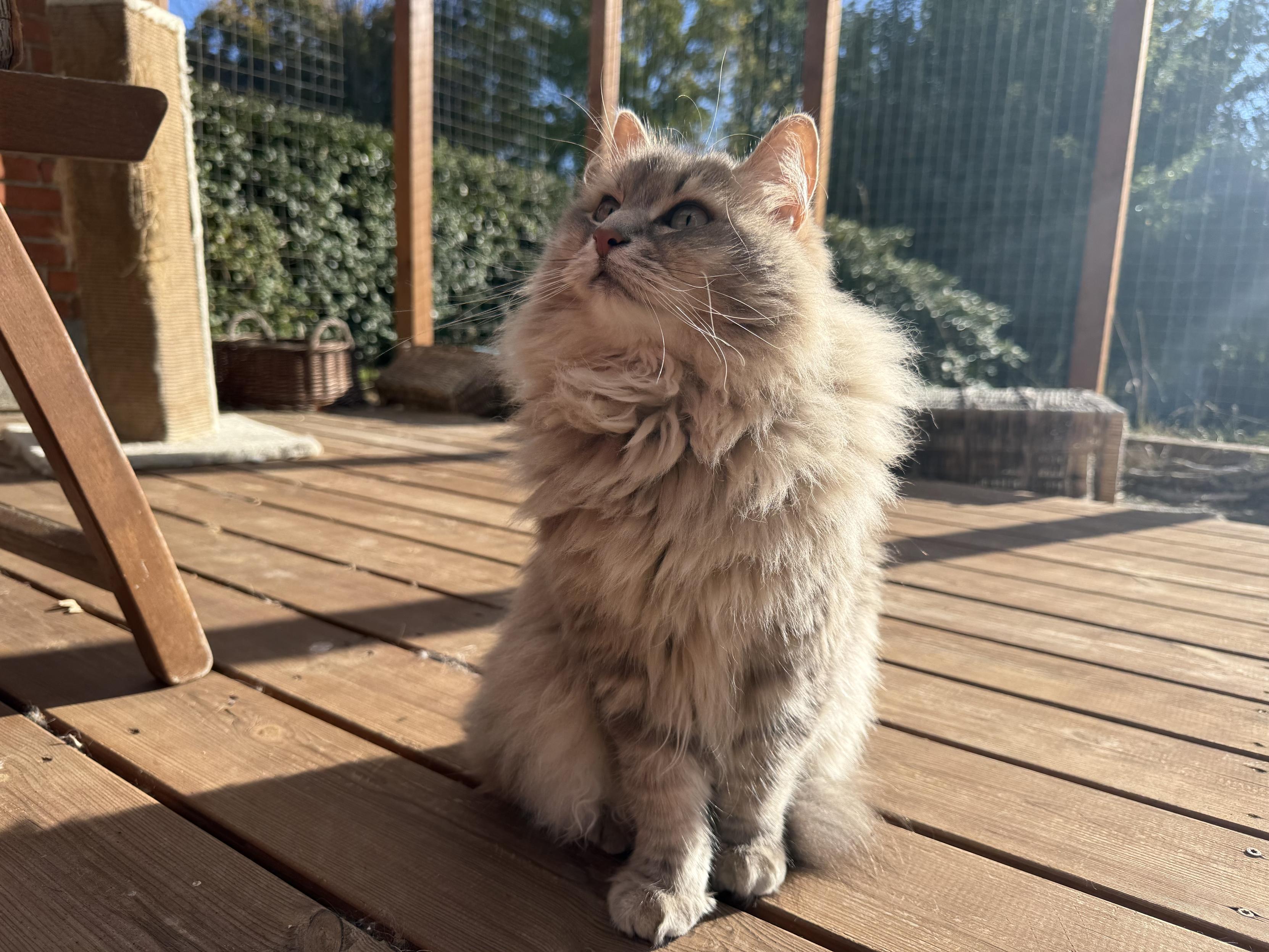 Closeup of a grey Siberian cat (Knold) sitting on a sunlit terrace floor looking up and to the side at something. His tail is curled around him, and his fur is very fluffy, especially on his chest. His long white whiskers are very prominent, particularly now that his head is turned.