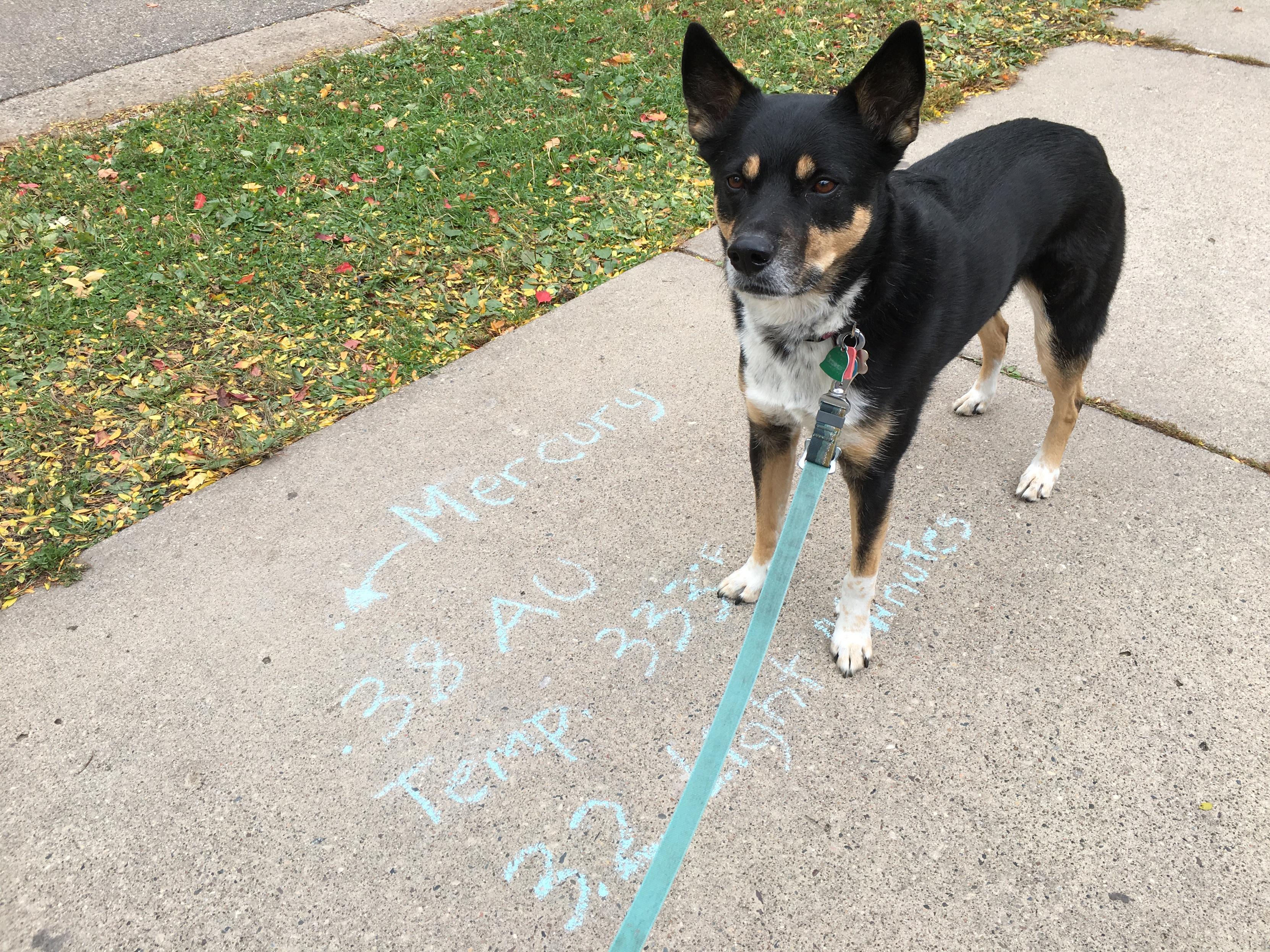 Pepper, the black, tan, and white Australian kelpie we borrow from friends, stands on a sidewalk section on which middle schoolers have noted the distance of the planet Mercury from Earth: .38 Astronomical Units; 3.2 light minutes; and a temperature 333℉.
