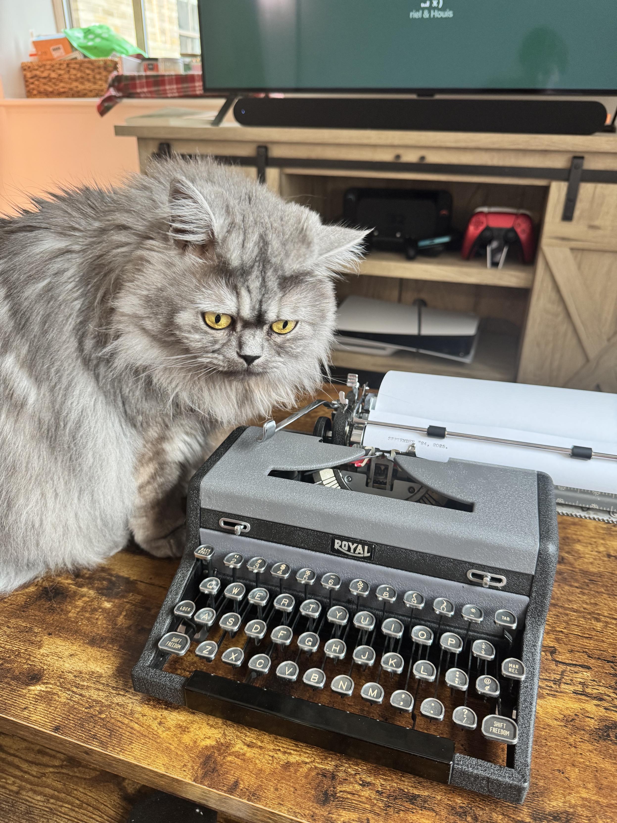 Gray long-haired cat Danny (with piercing yellow eyes) examining my Royal typewriter and looking suspicious