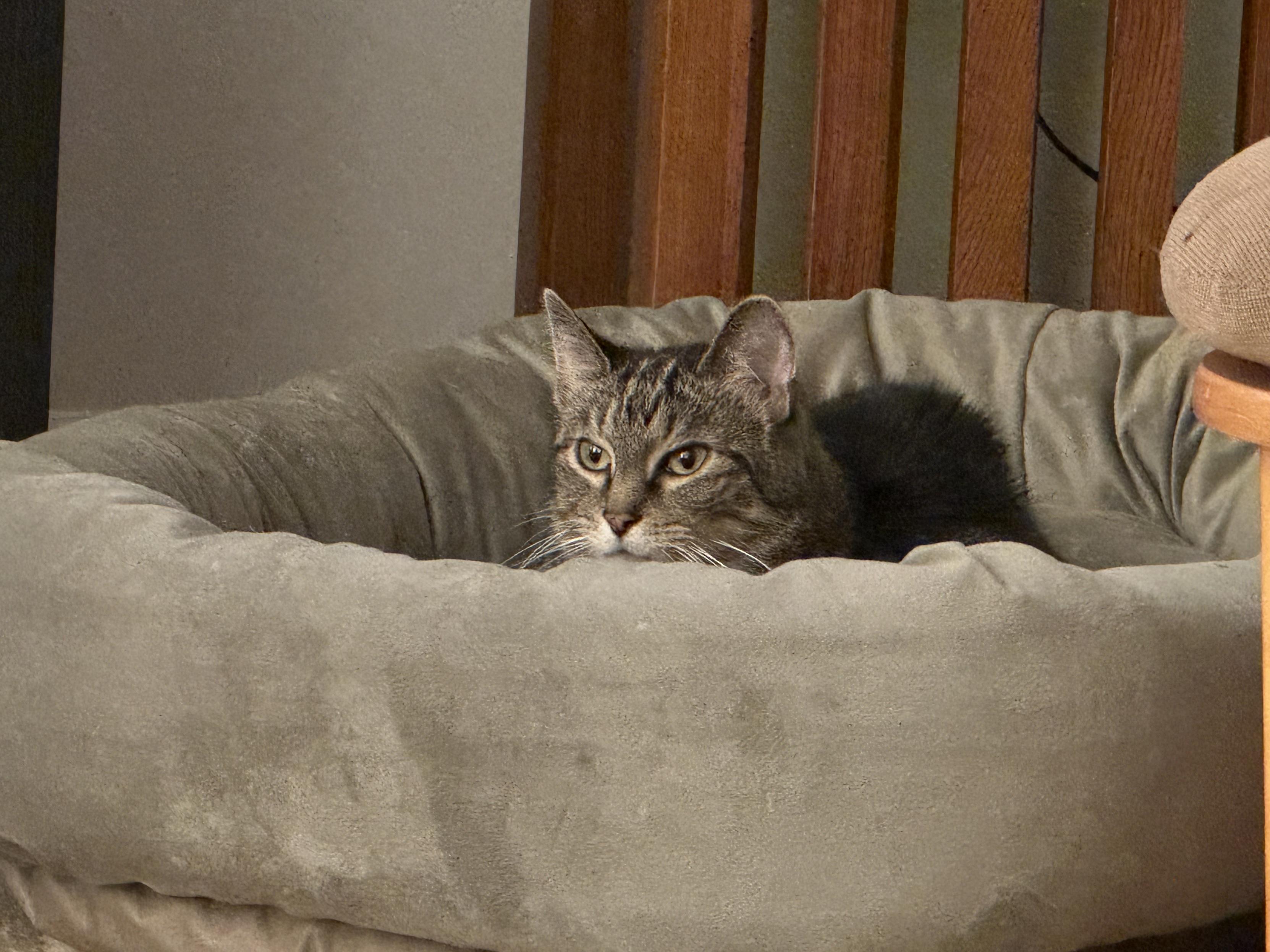 A tabby cat in a dog bed.