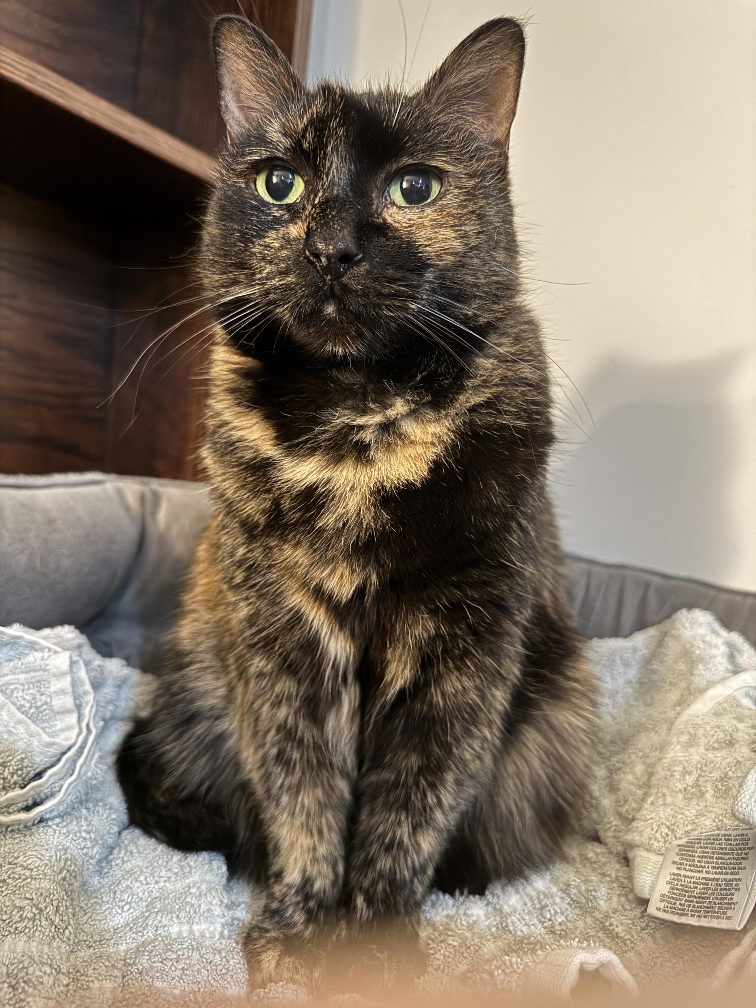 A tortoiseshell cat sitting pretty.