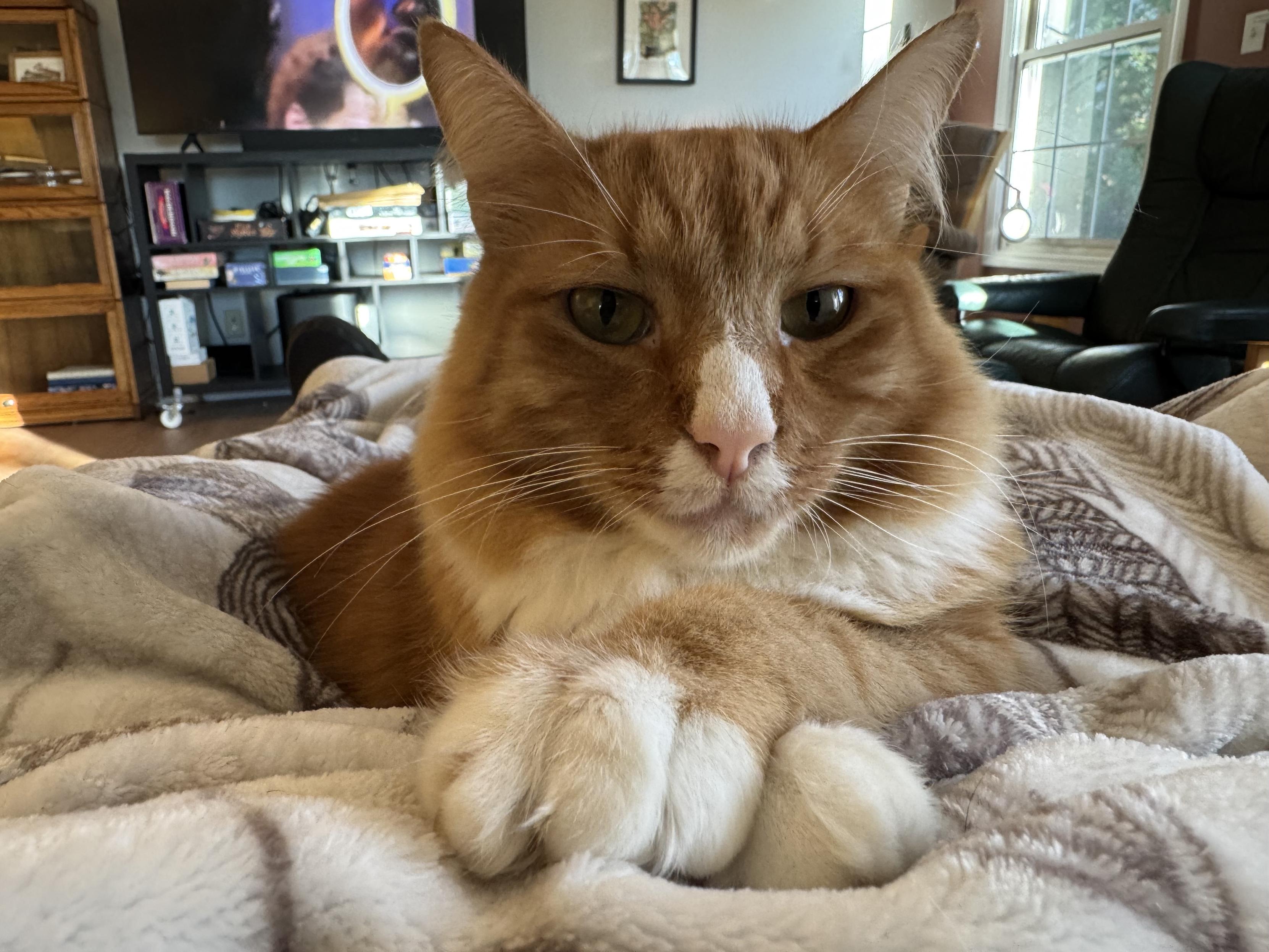 Sir Wobbles, an orange and white cat, crossing his paws and being cute for the camera.