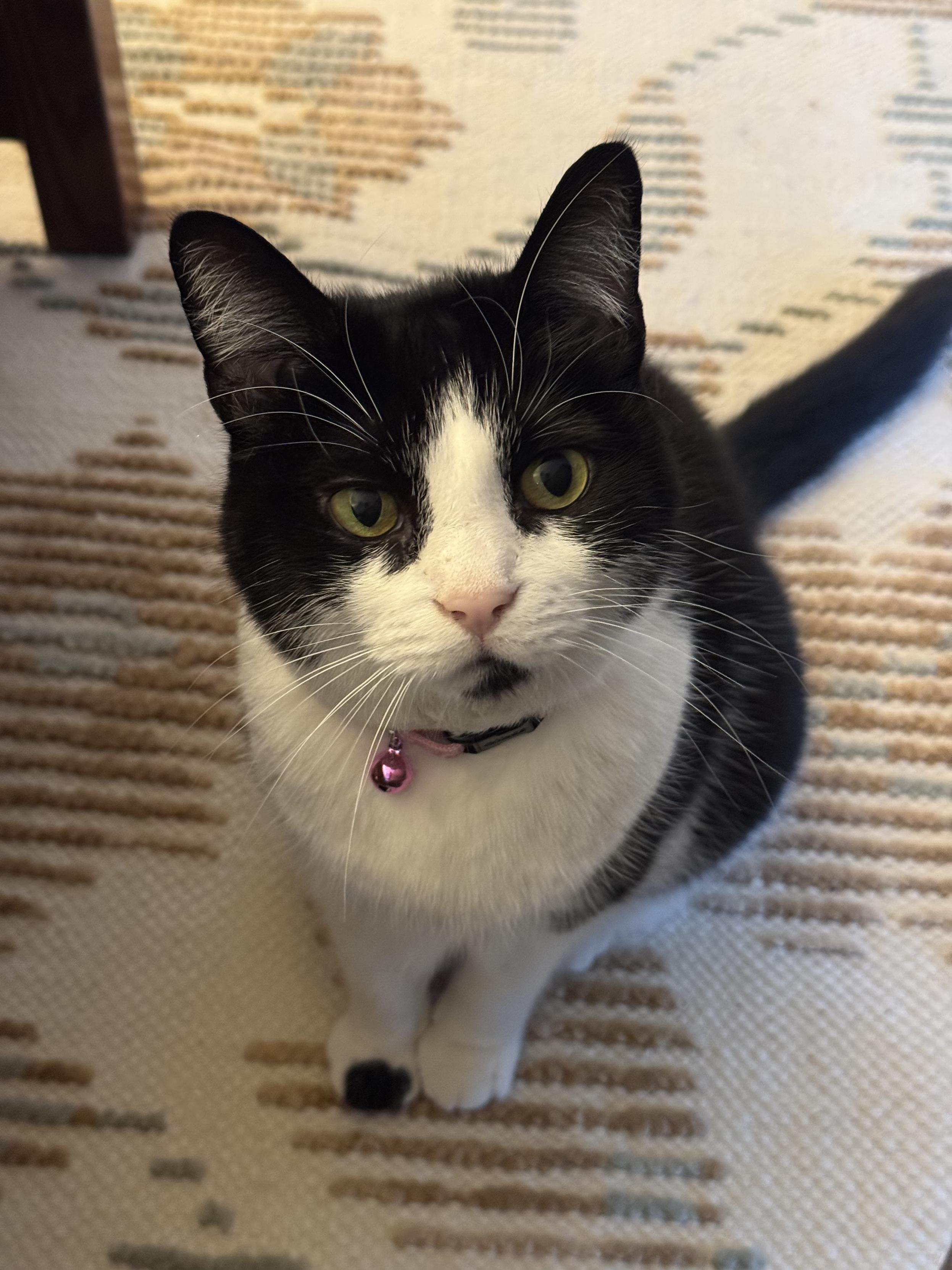 A black and white cat with a pink nose and collar looking cross.