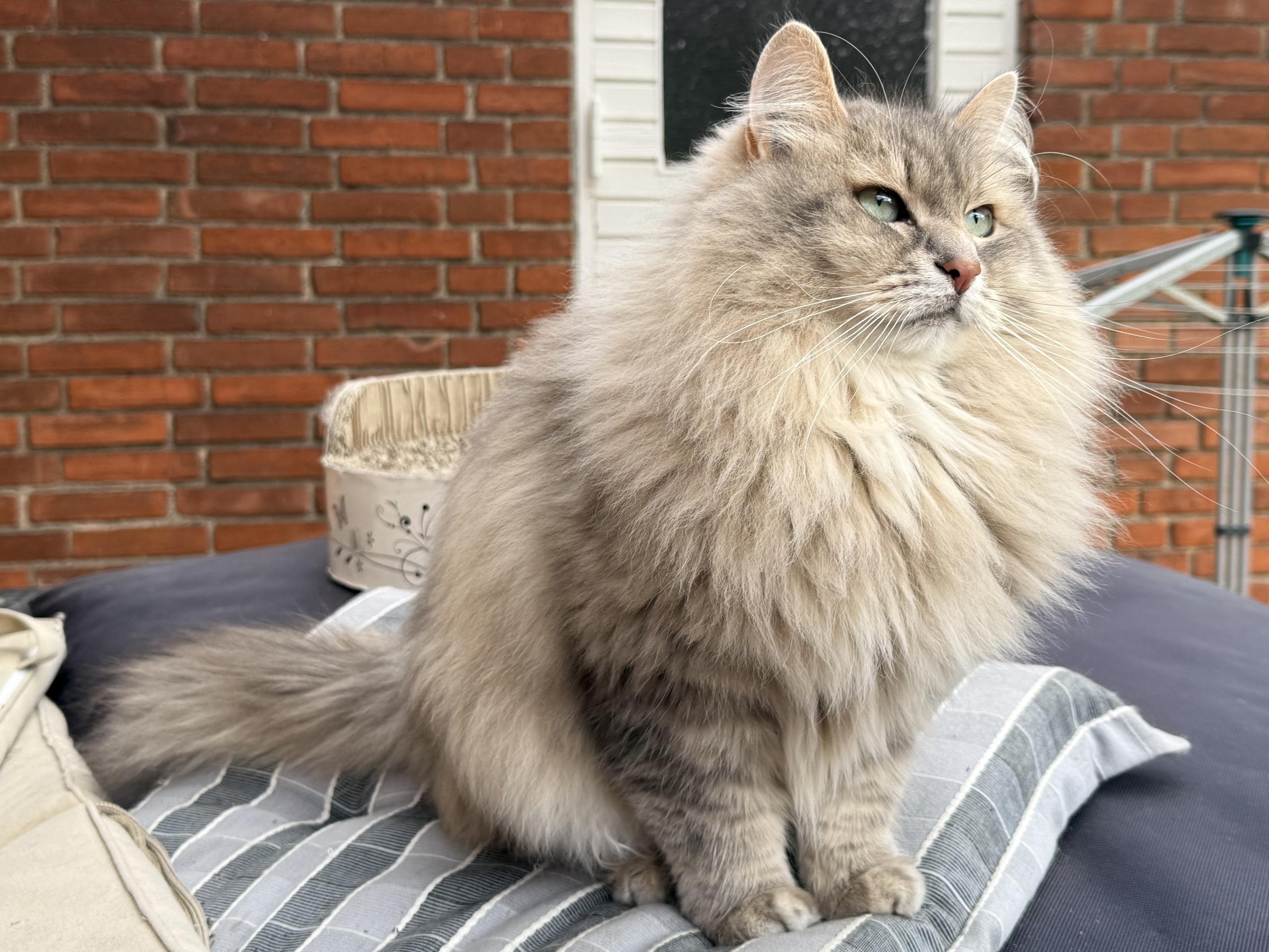 Closeup of a grey Siberian cat (Knold) sitting on a striped chair cushion with a red brick wall in the background. He is looking into the distance (the garden, outside the frame.) His fluffy mane is really starting to buff up, making him look quite majestic. His long white whiskers are very prominent.