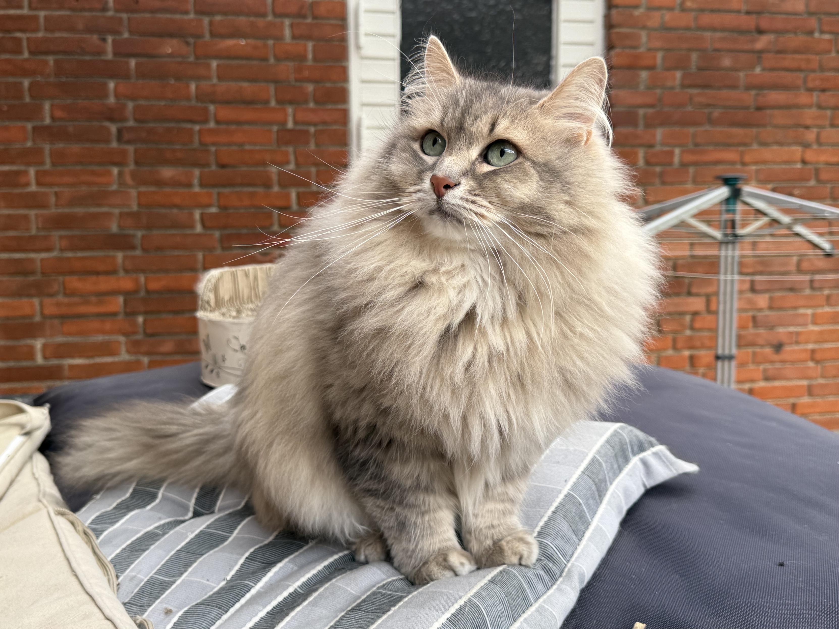 Closeup of a grey Siberian cat (Knold) sitting on a striped chair cushion with a red brick wall in the background. His head is turned to look at something inside the house. His fluffy mane is really starting to buff up, making him look quite majestic. His long white whiskers are very prominent.