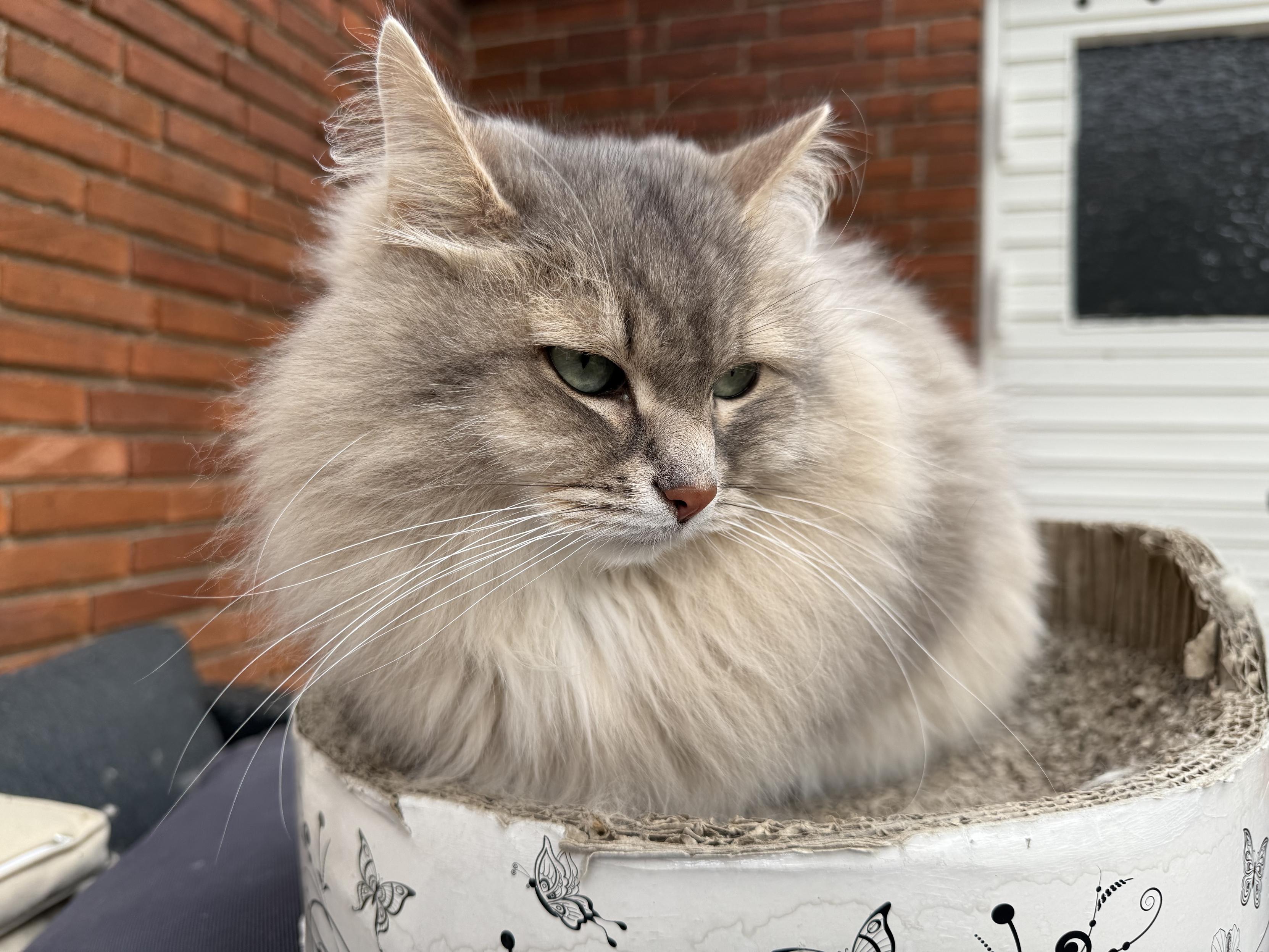 Closeup of a grey Siberian cat (Knold) lying on a round cardboard scratching pad with a red brick wall in the background. His head is turned to look at something outside the right side of the photo. His large mane is really starting to buff up, making him look like a ball of fluff. His long white whiskers are very prominent.