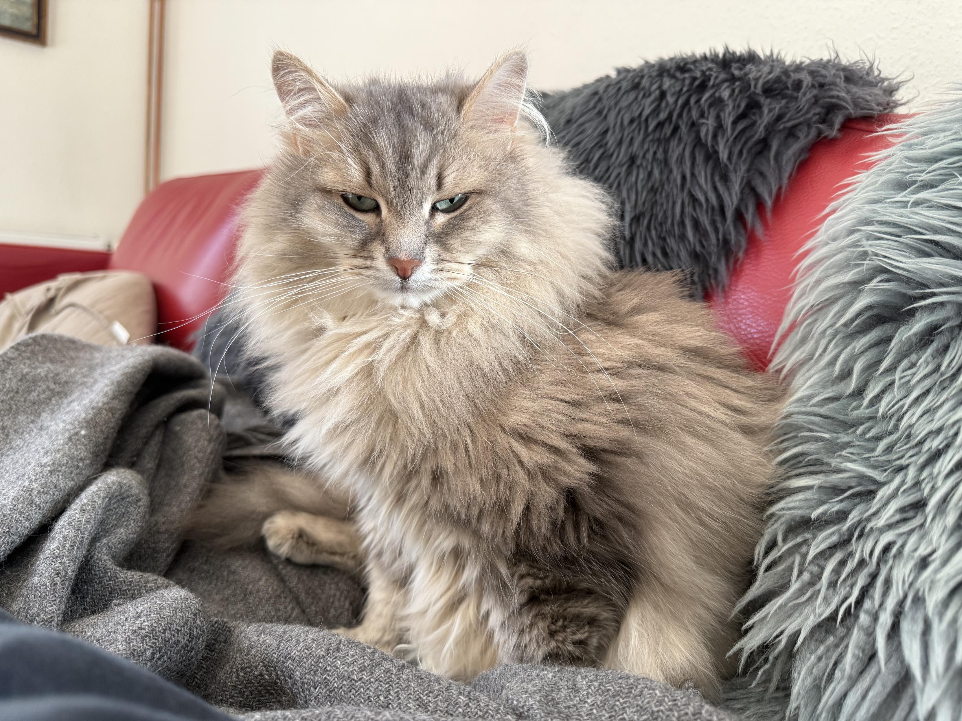 Closeup of a grey Siberian cat (Knold) sitting on a red couch among a bunch of grey blankets. His fur is fluffy and quite rumbled, probably caused by a good long nap.