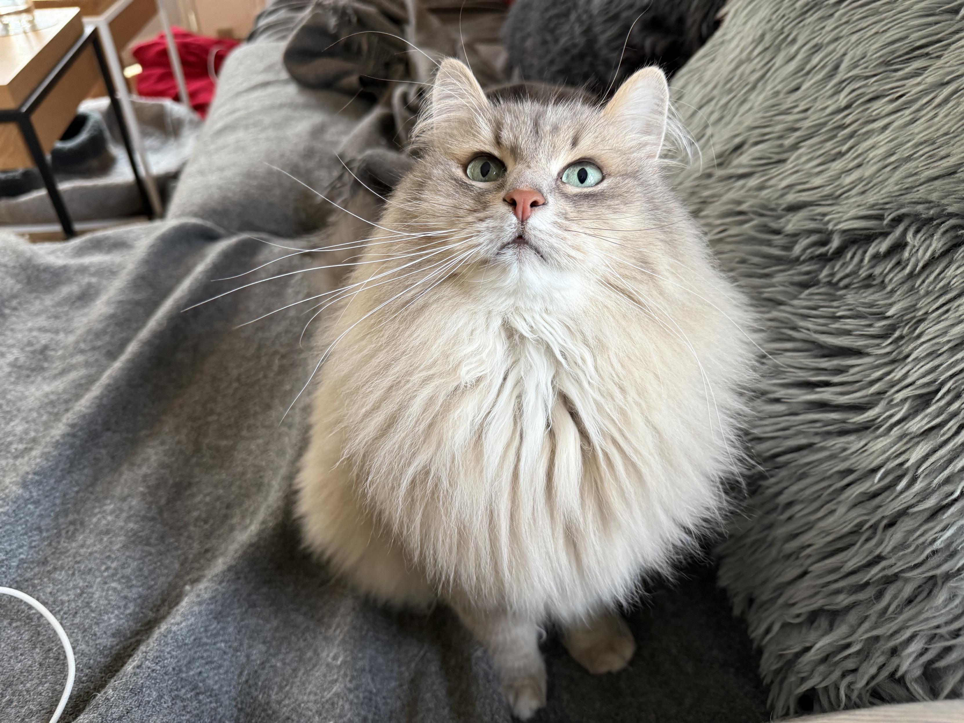 Closeup of a grey Siberian cat (Knold) sitting on a couch. The photo is taken from above and in front of him. He is staring up towards the photographer (outside the frame), whiskers blazing. He is getting quite fluffy, especially his large mane.