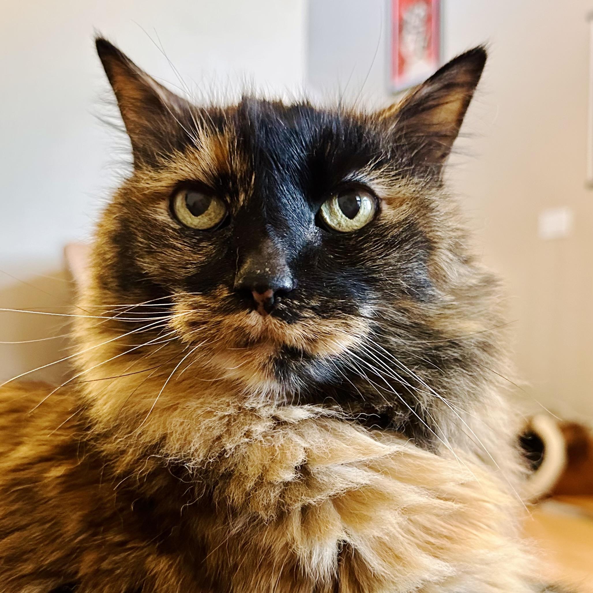 A photo of Mila the tortie sitting on someoneโs lap