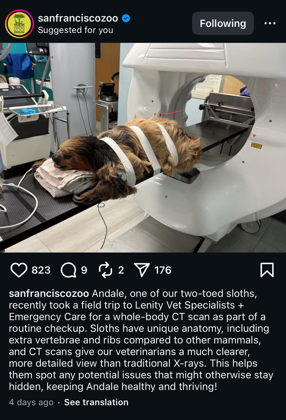 A screenshot of a San Francisco zoo Instagram post. Picture of sloth in a medical machine, strapped in. Text says: Andale, one of our two-toed sloths, recently took a field trip to Lenity Vet Specialists + Emergency Care for a whole-body CT scan as part of a routine checkup. Sloths have unique anatomy, including extra vertebrae and ribs compared to other mammals, and CT scans give our veterinarians a much clearer, more detailed view than traditional X-rays. This helps them spot any potential issues that might otherwise stay hidden, keeping Andale healthy and thriving!