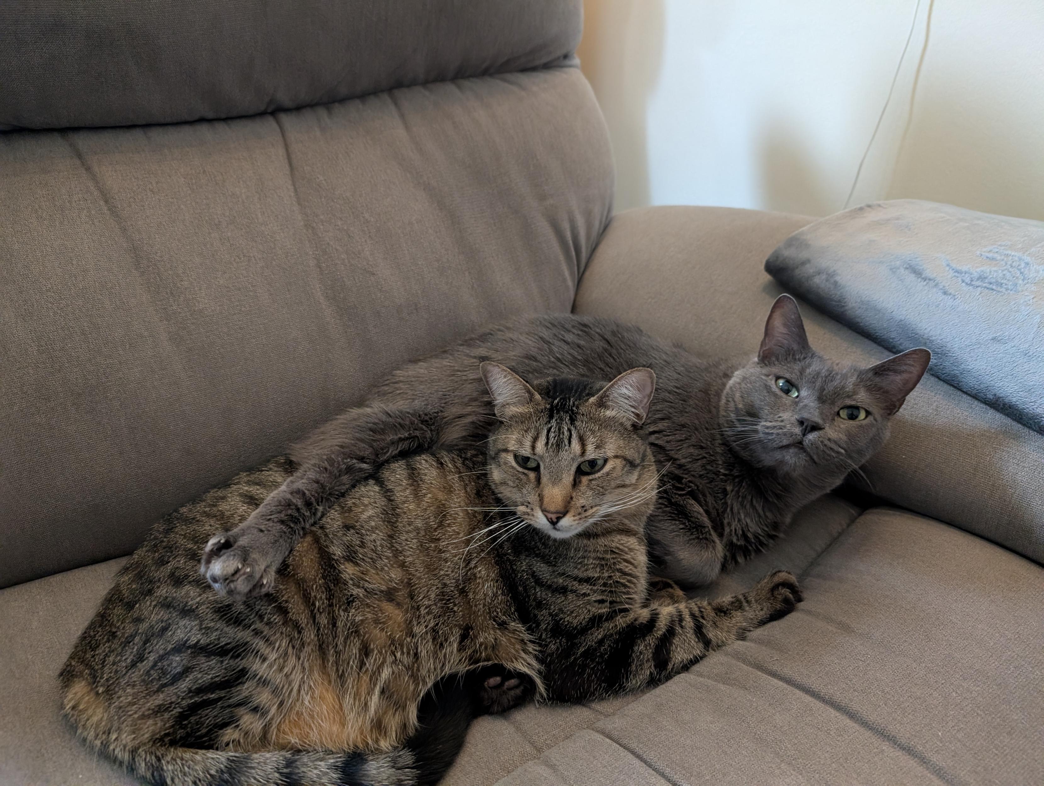 two cats snuggled up on the couch. the large gray one has his rear paw splayed over the back of the slightly smaller (but still large) tabby.