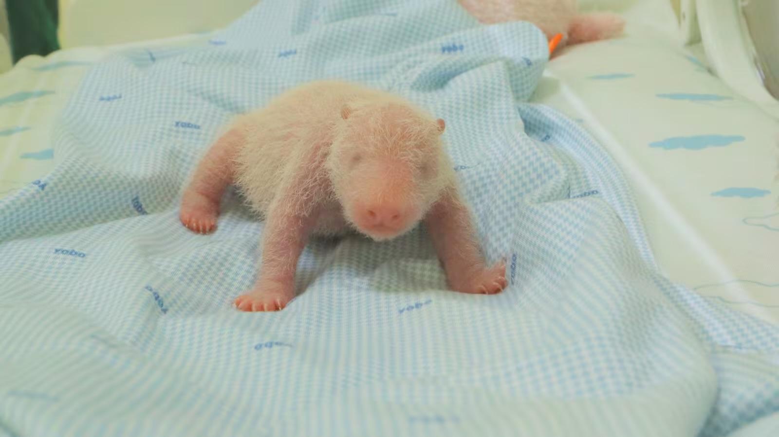 Photo of baby panda. It looks small and beige like a potato
