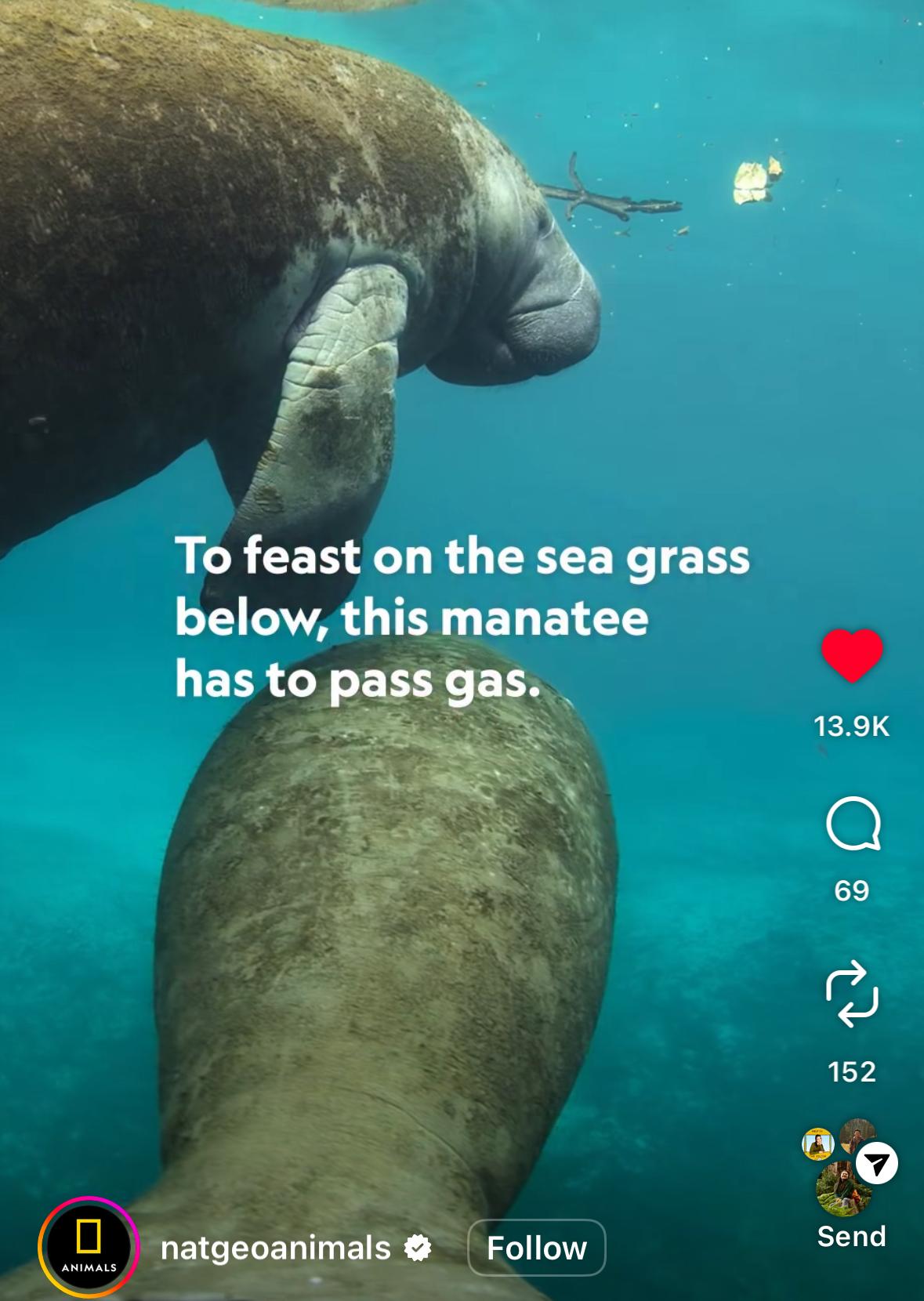 A screenshot of a Nat Geo story about how a manatee has to pass gas before it can sink and eat