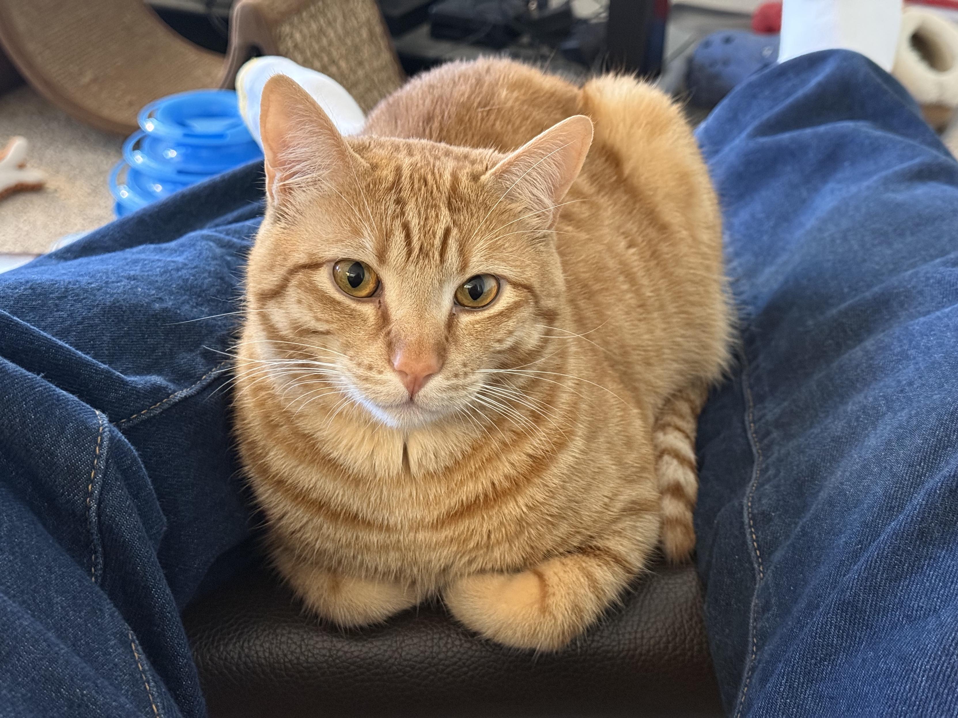 My orange cat Cheeto between my legs on an ottoman