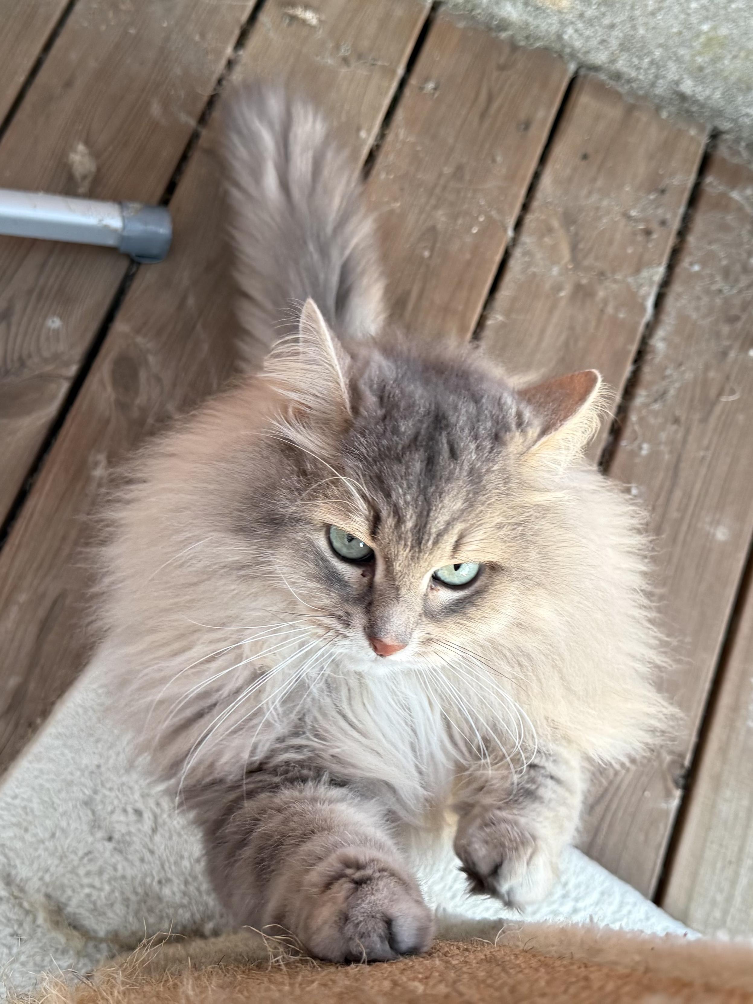 Closeup of a grey Siberian cat (Knold) standing up against a scratching post. The photo is taken from above looking straight down at him. He is looking very determined as he is scratching. He is very fluffy, especially his large mane. His long white whiskers are very prominent.