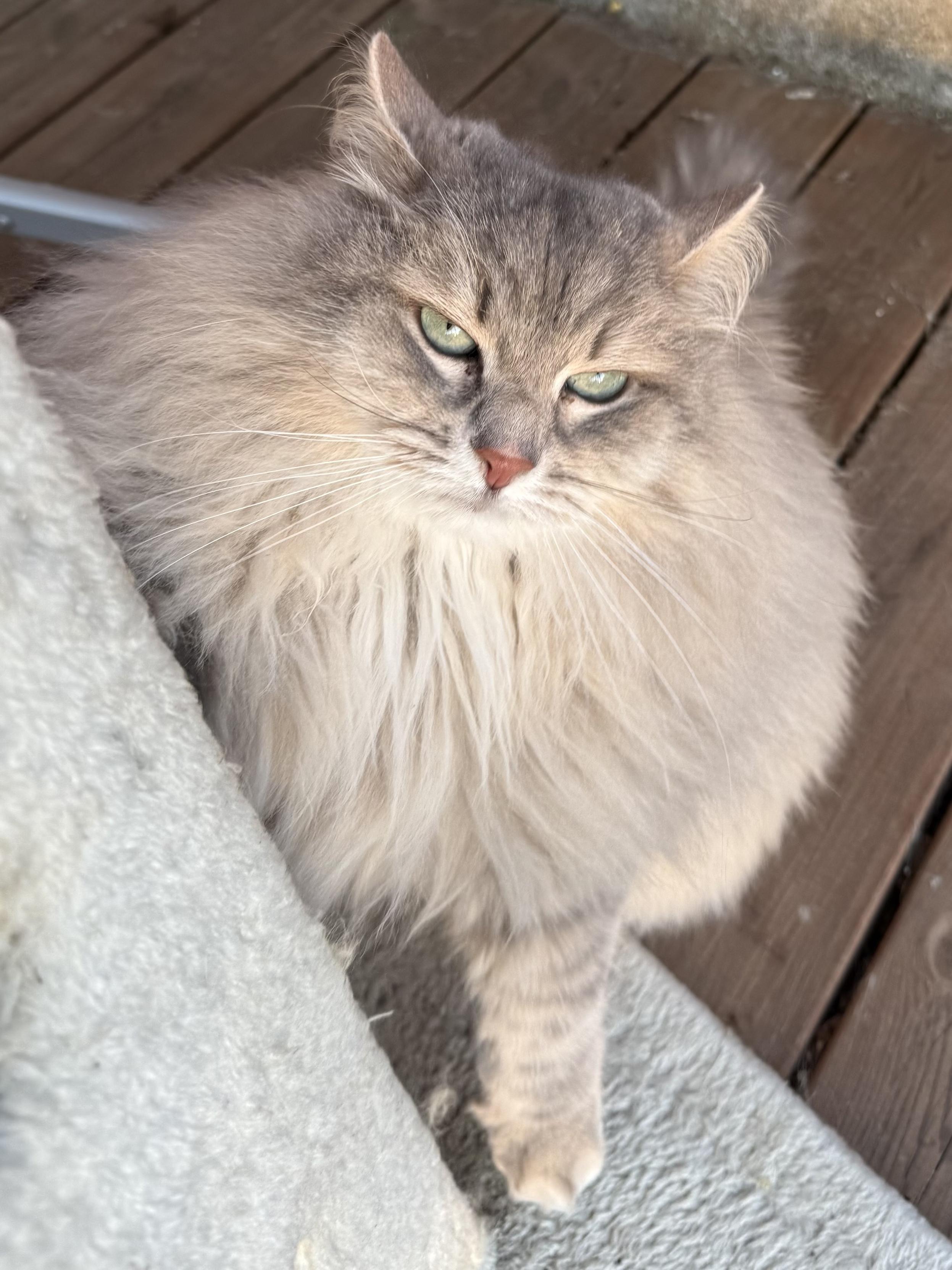 Closeup of a grey Siberian cat (Knold) standing next to a scratching post. The photo is taken from slightly above him. He is looking directly into the camera with his ears pulled back, as he's still in a scratching mood. He is very fluffy, especially his large mane. His long white whiskers are very prominent.