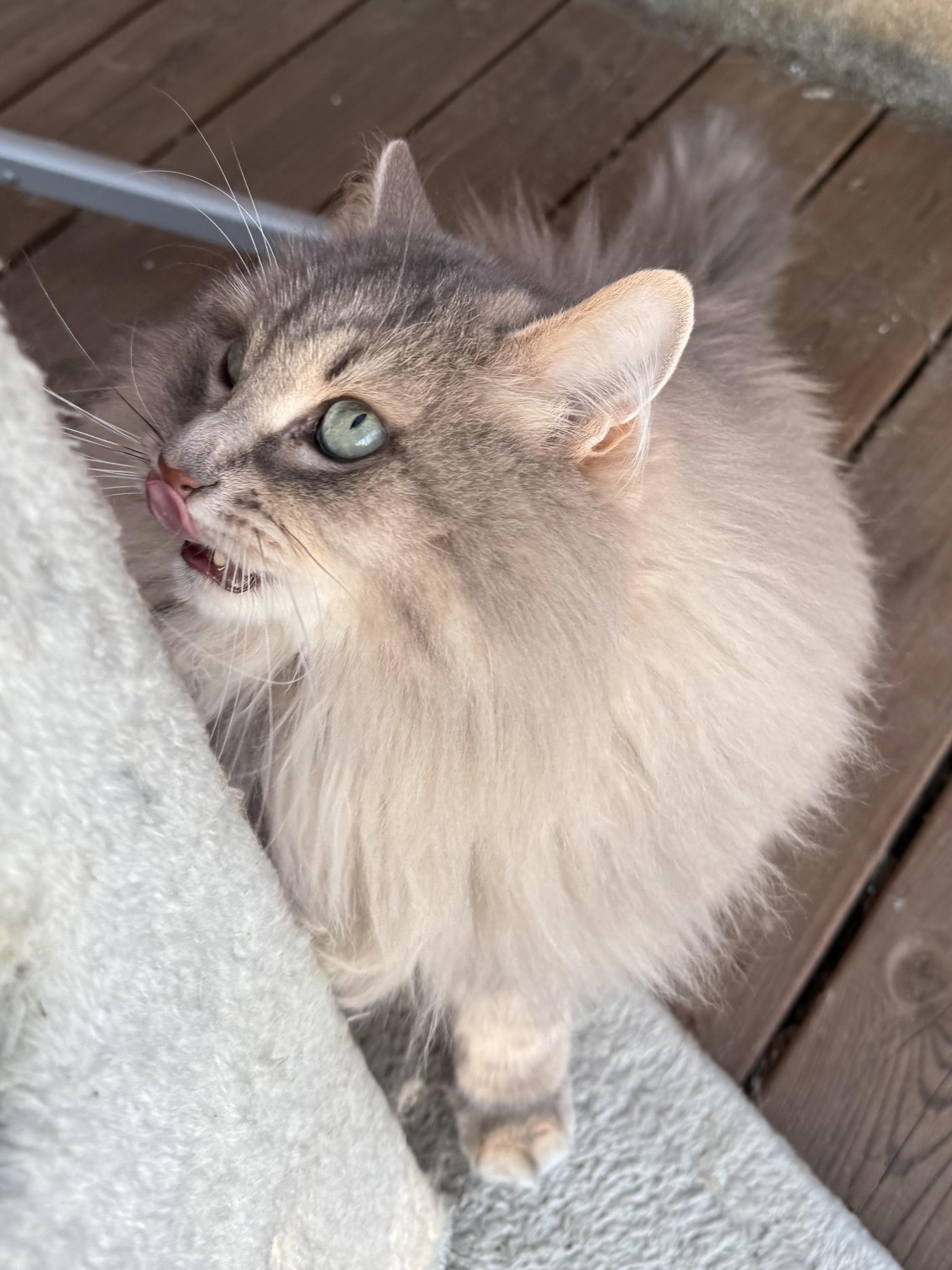 Closeup of a grey Siberian cat (Knold) standing next to a scratching post. The photo is taken from above him. He is looking at something on top of the post (outside the frame.), still determined to scratch the crap out of it. Or maybe it's edible, his tongue is out licking his nose. He is very fluffy, especially his large mane. His long white whiskers are very prominent.