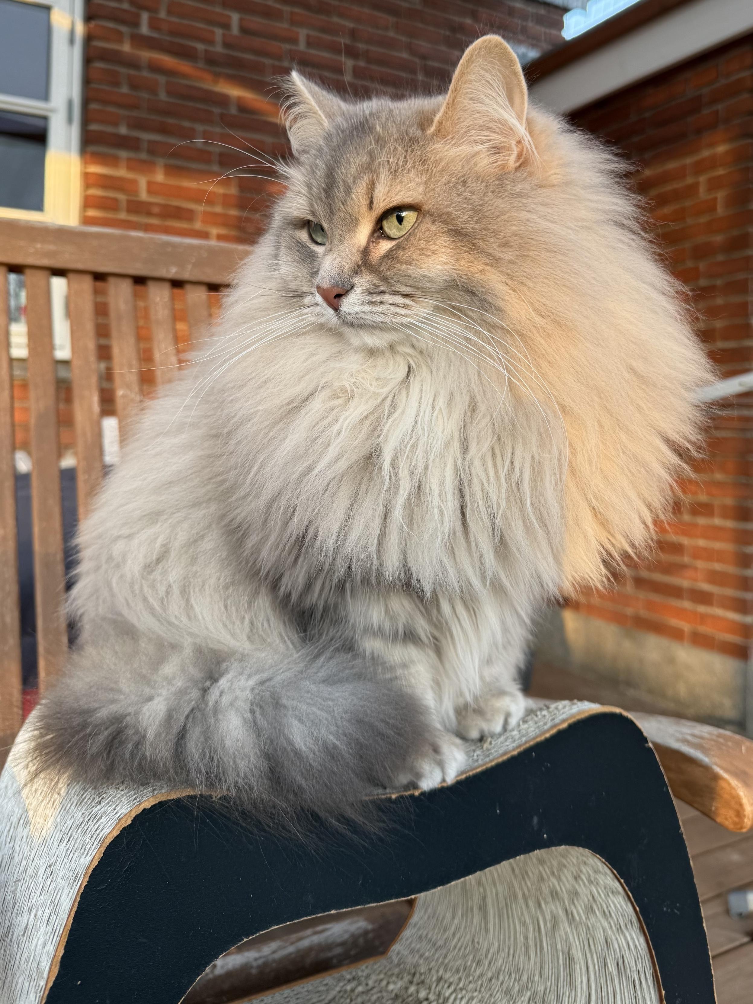Closeup of a grey Siberian cat (Knold) sitting on top of a cardboard scratching tunnel with his front almost towards the camera. His head is turned towards something to his right, and his tail is curled around him. He is very fluffy, especially his large mane. His long white whiskers are very prominent.