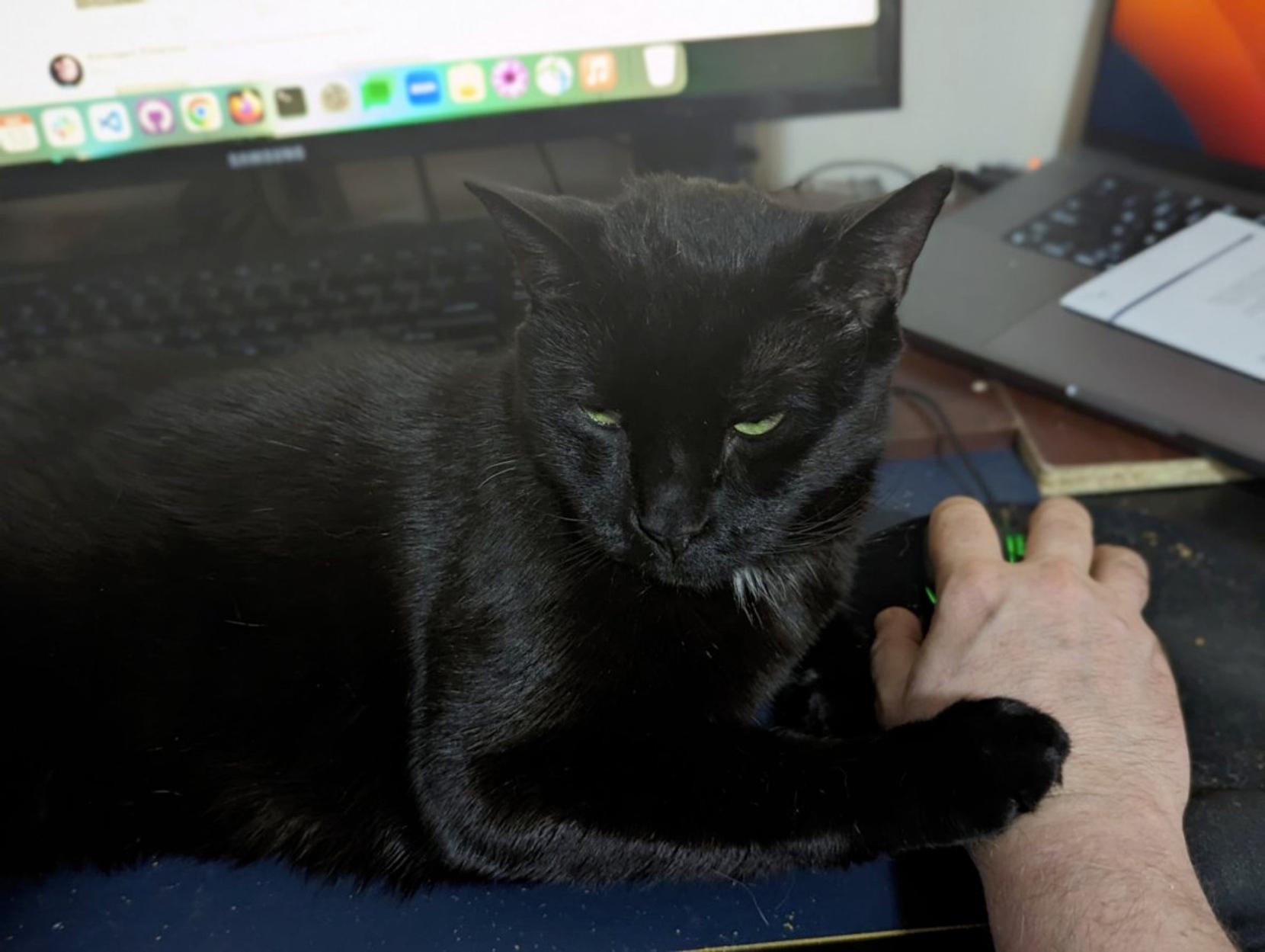 Black cat put his paw on my hand holding the mouse.