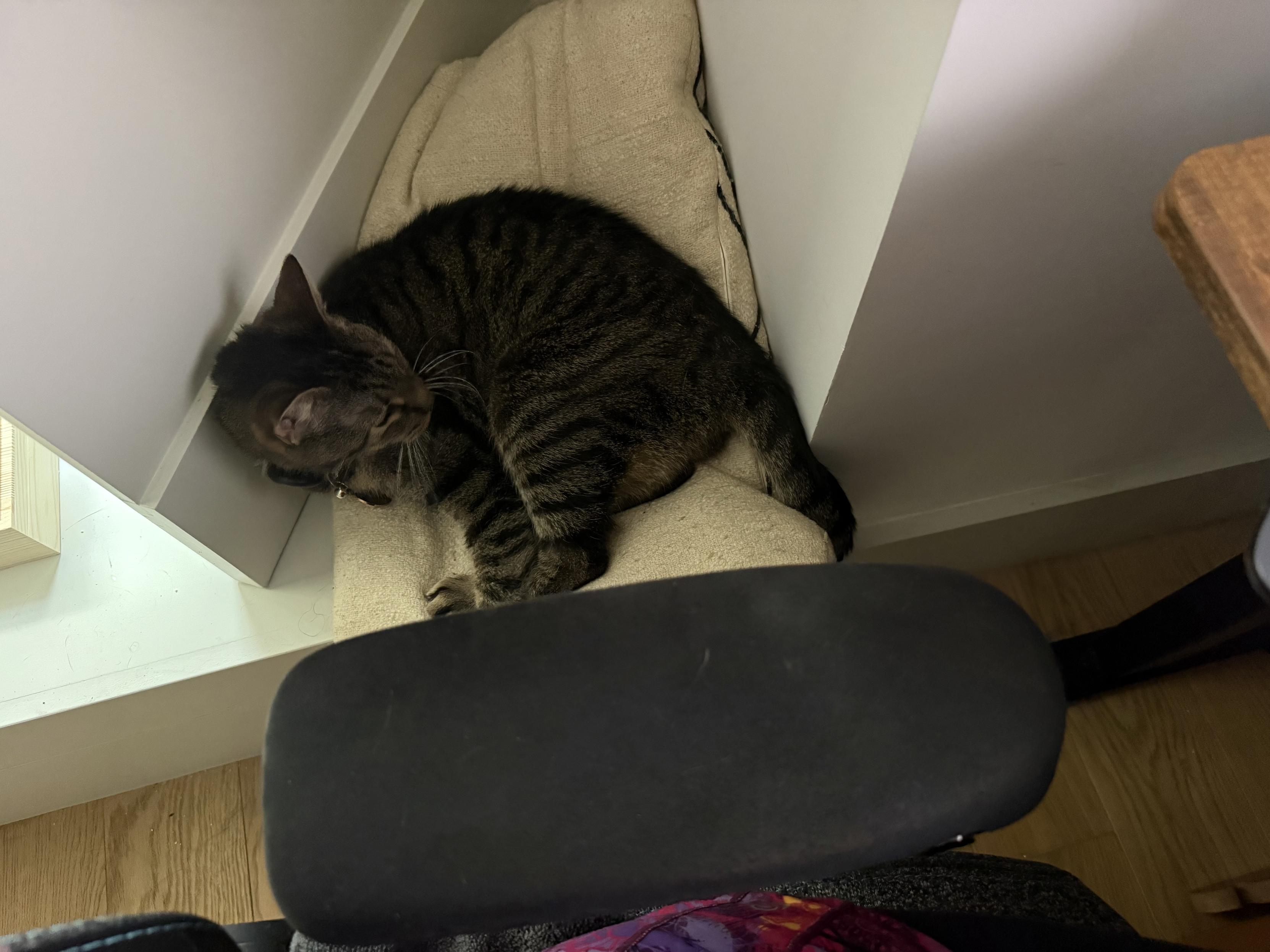 Striped cat laying on a pillow jammed into the space between a wooden shutter and the wall
