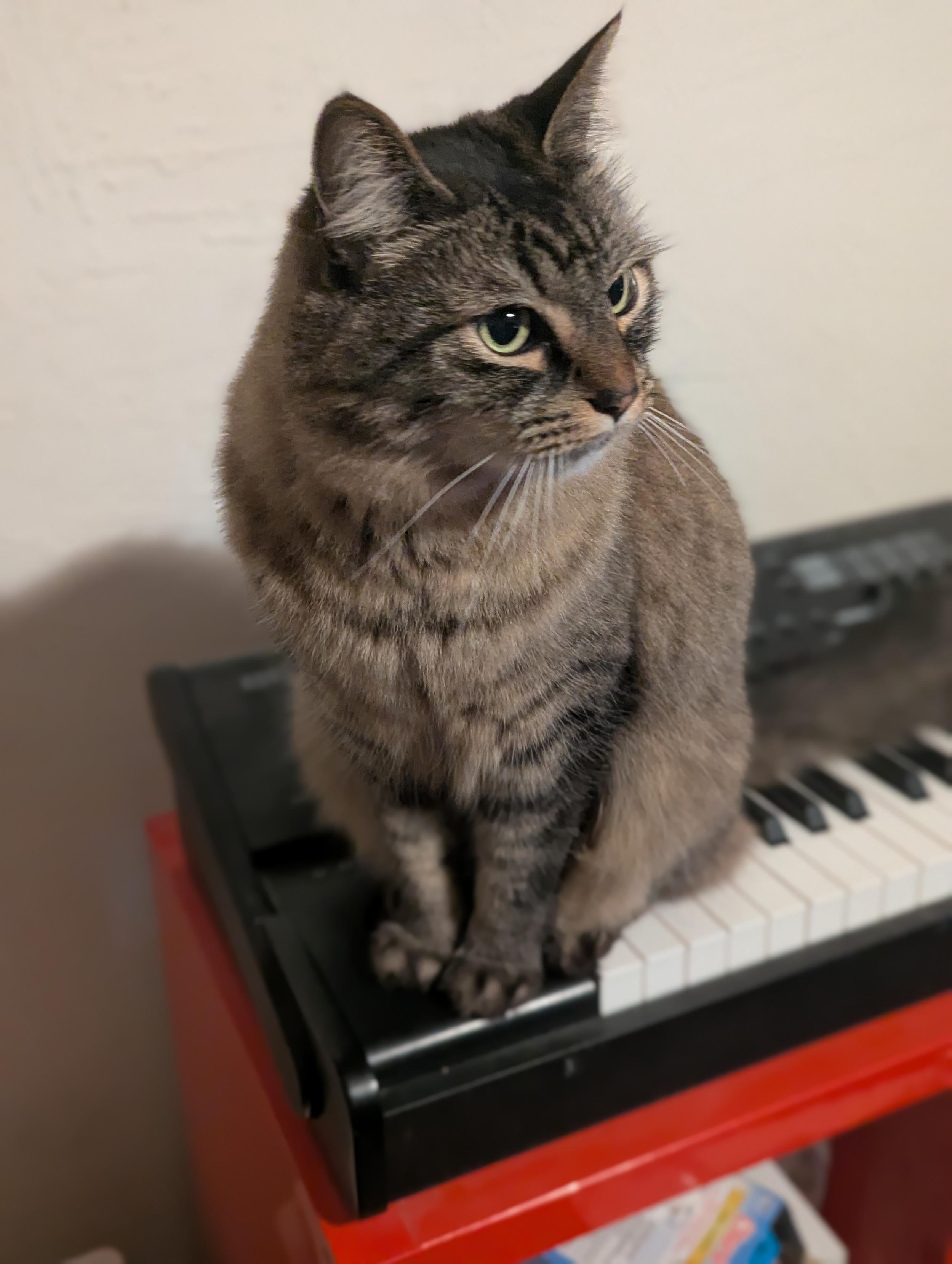 a fluffy brown tabby cat sitting on the edge of an electric keyboard, looking towards the right with a curious expression