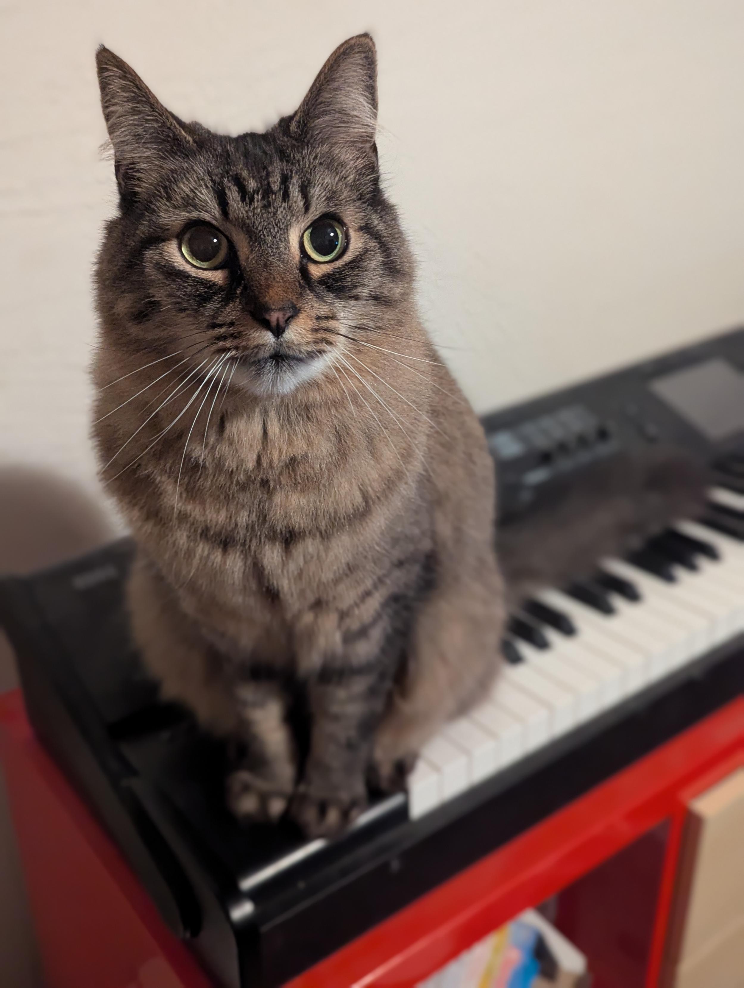 a fluffy brown tabby cat sitting on the edge of an electric keyboard looking up at you with big round yellow eyes