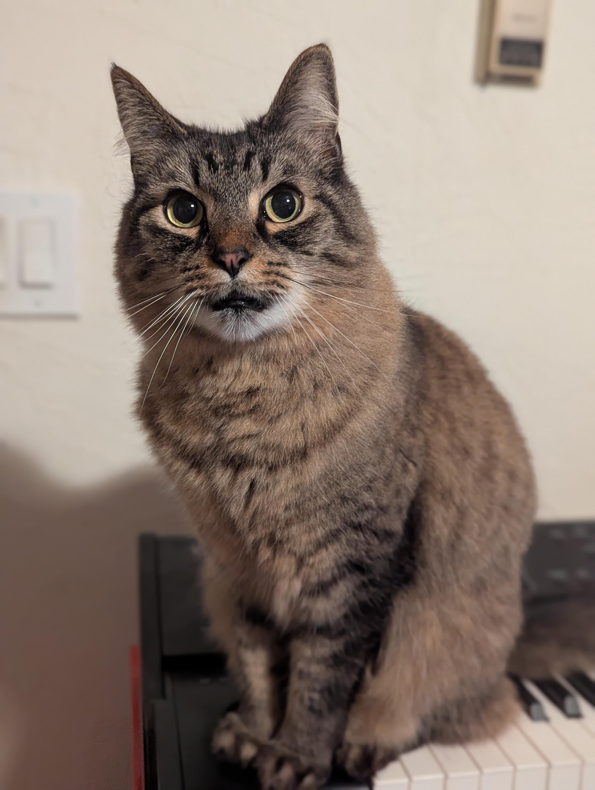 a fluffy brown tabby cat sitting on the edge of an electric keyboard with her paws together. she is looking up at you with big yellow eyes.