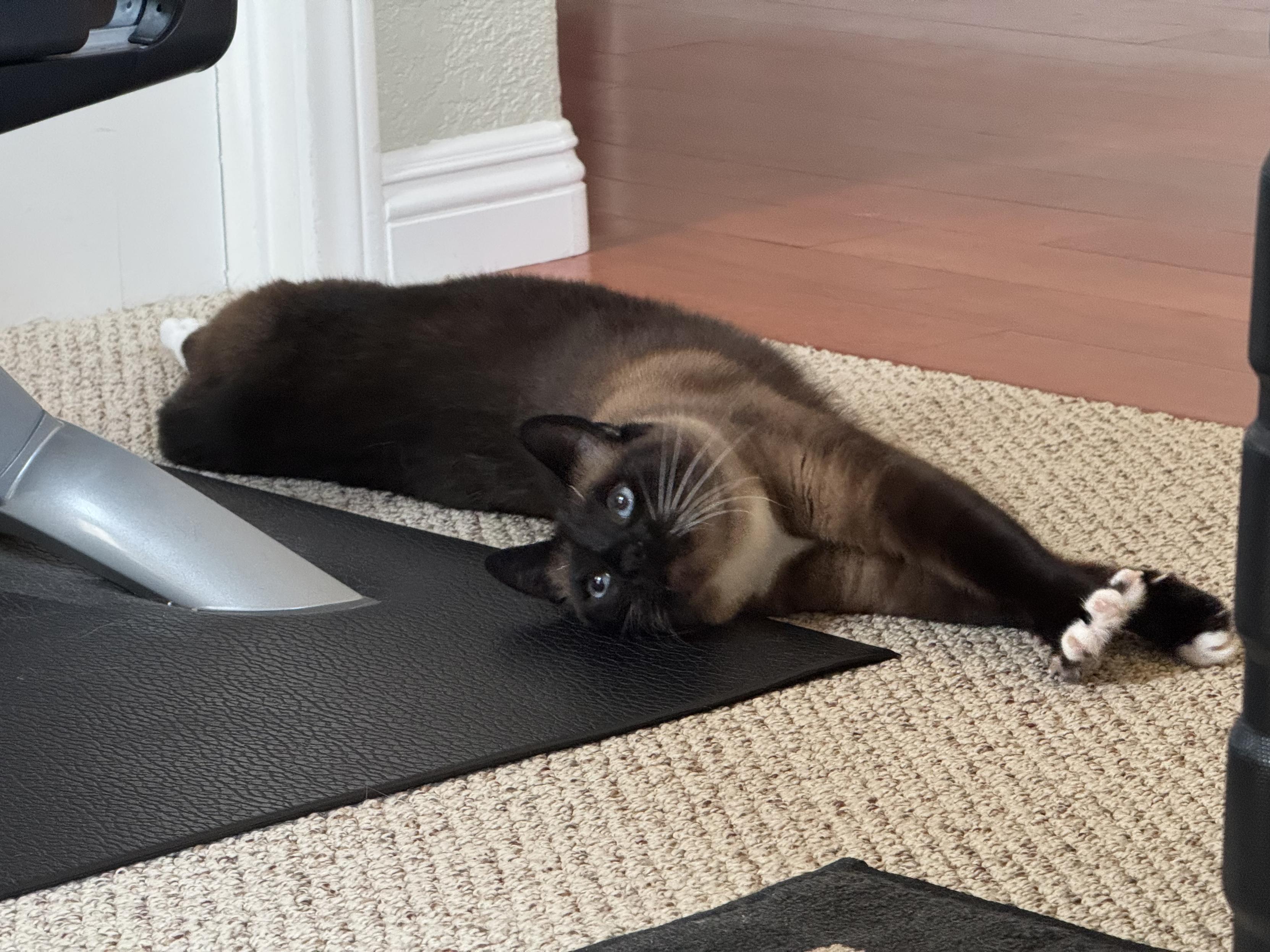 Siamese cat being cute, stretching and looking with big begging blue eyes