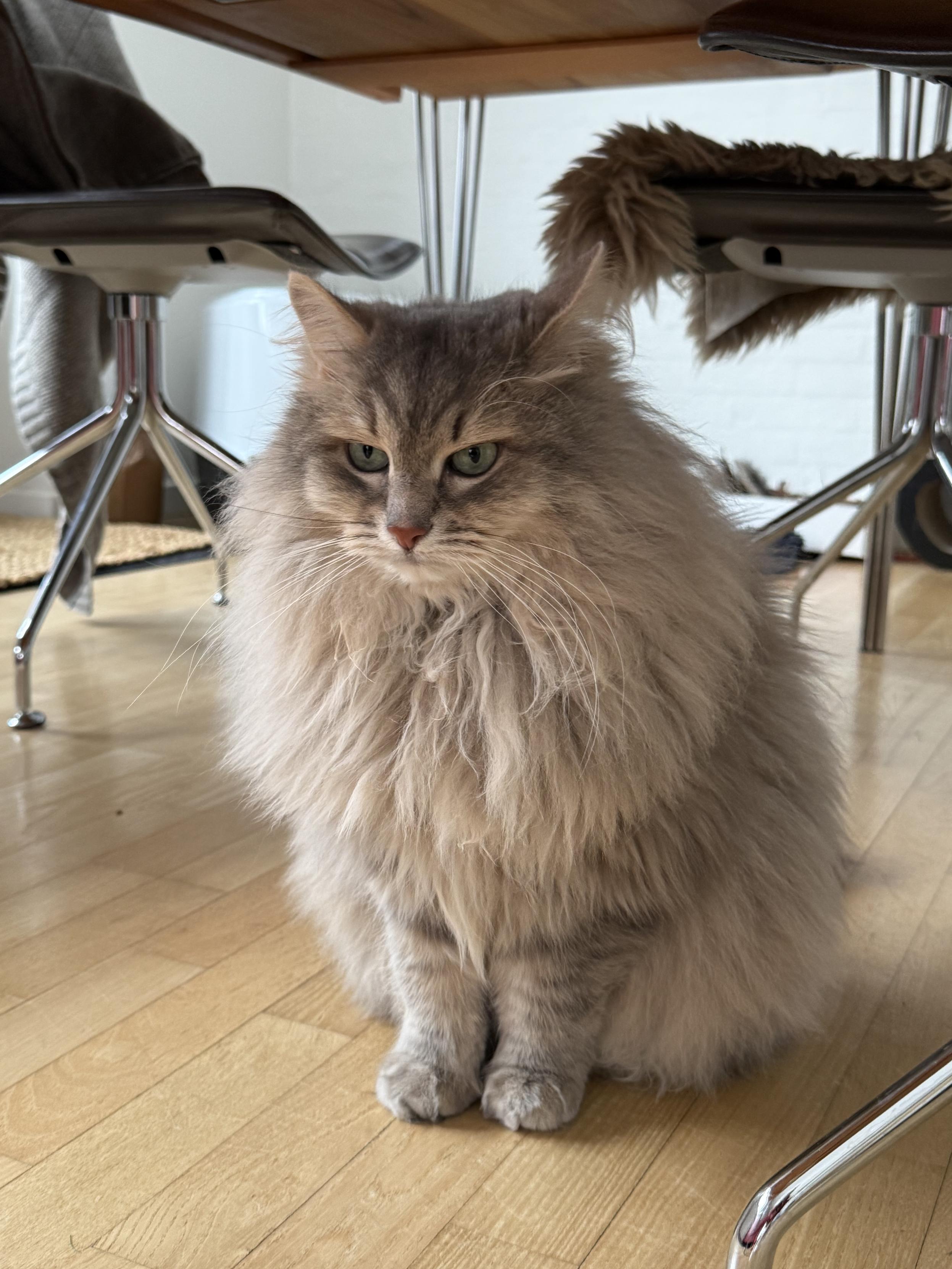 Closeup of a grey Siberian cat (Knold) sitting under a table among some dining chairs. He is very fluffy, especially his large, majestic mane. His long white whiskers are very prominent.