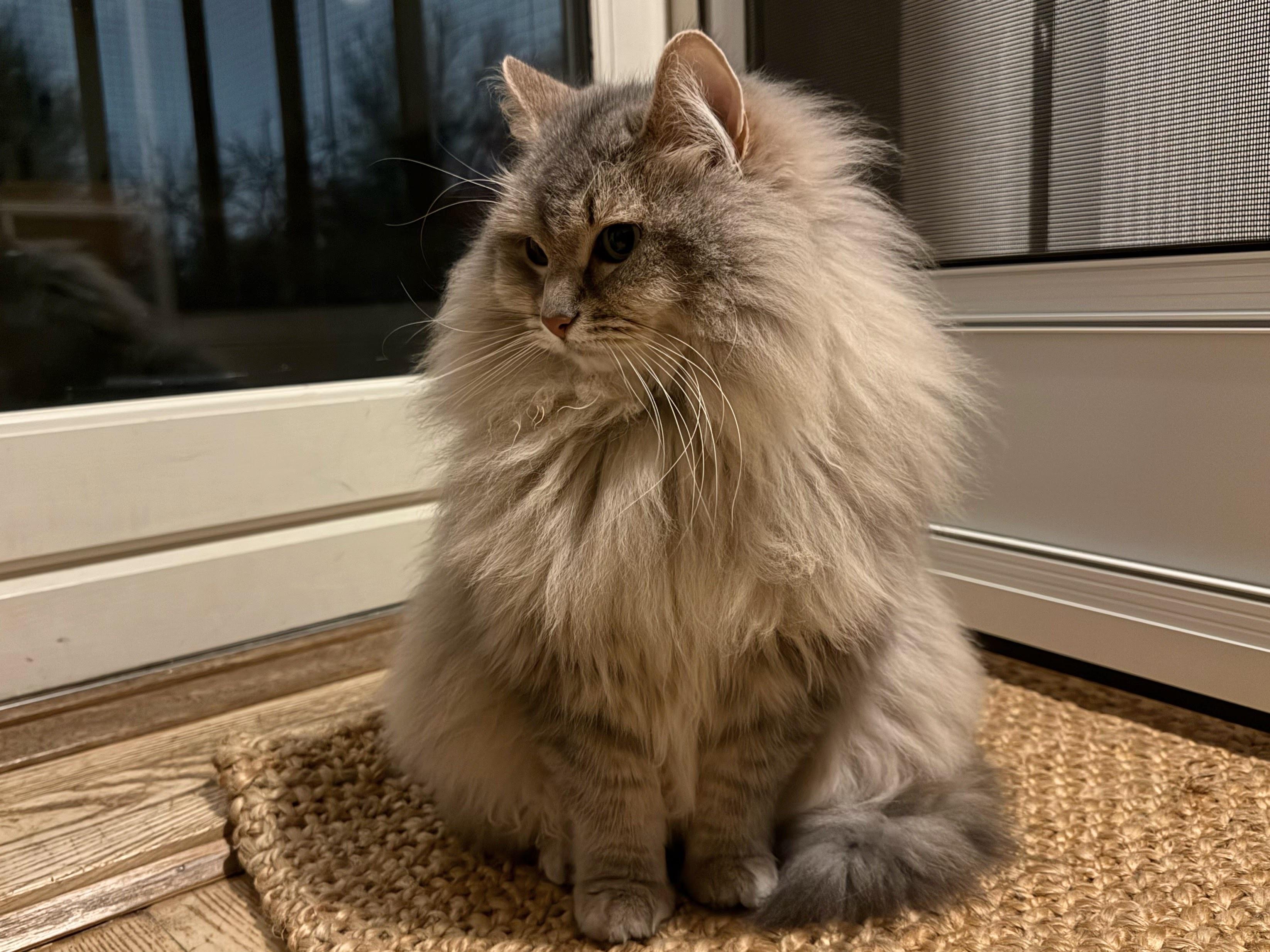 Closeup of a grey Siberian cat (Knold) sitting inside on a doormat. He is very fluffy, especially his large, majestic mane. His long white whiskers are very prominent.