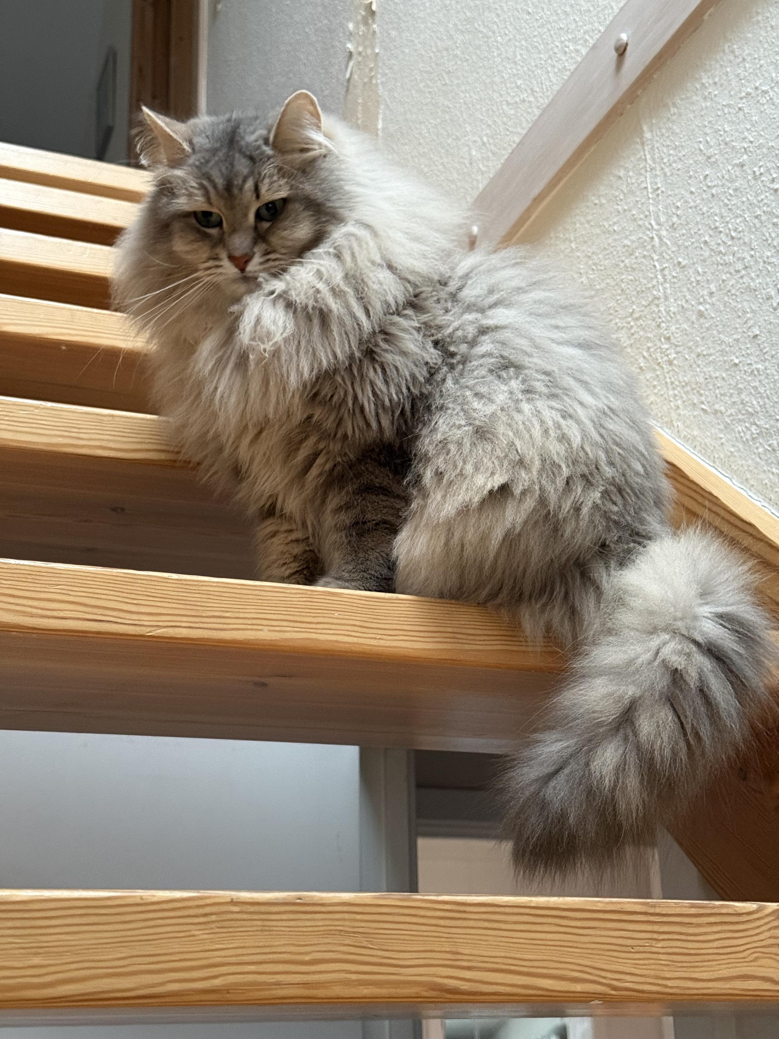 Closeup of a grey Siberian cat (Knold) sitting on a staircase above the photographer. He is looking down at the human taking the photo. He is very fluffy, especially his large, majestic mane. His long white whiskers are very prominent.