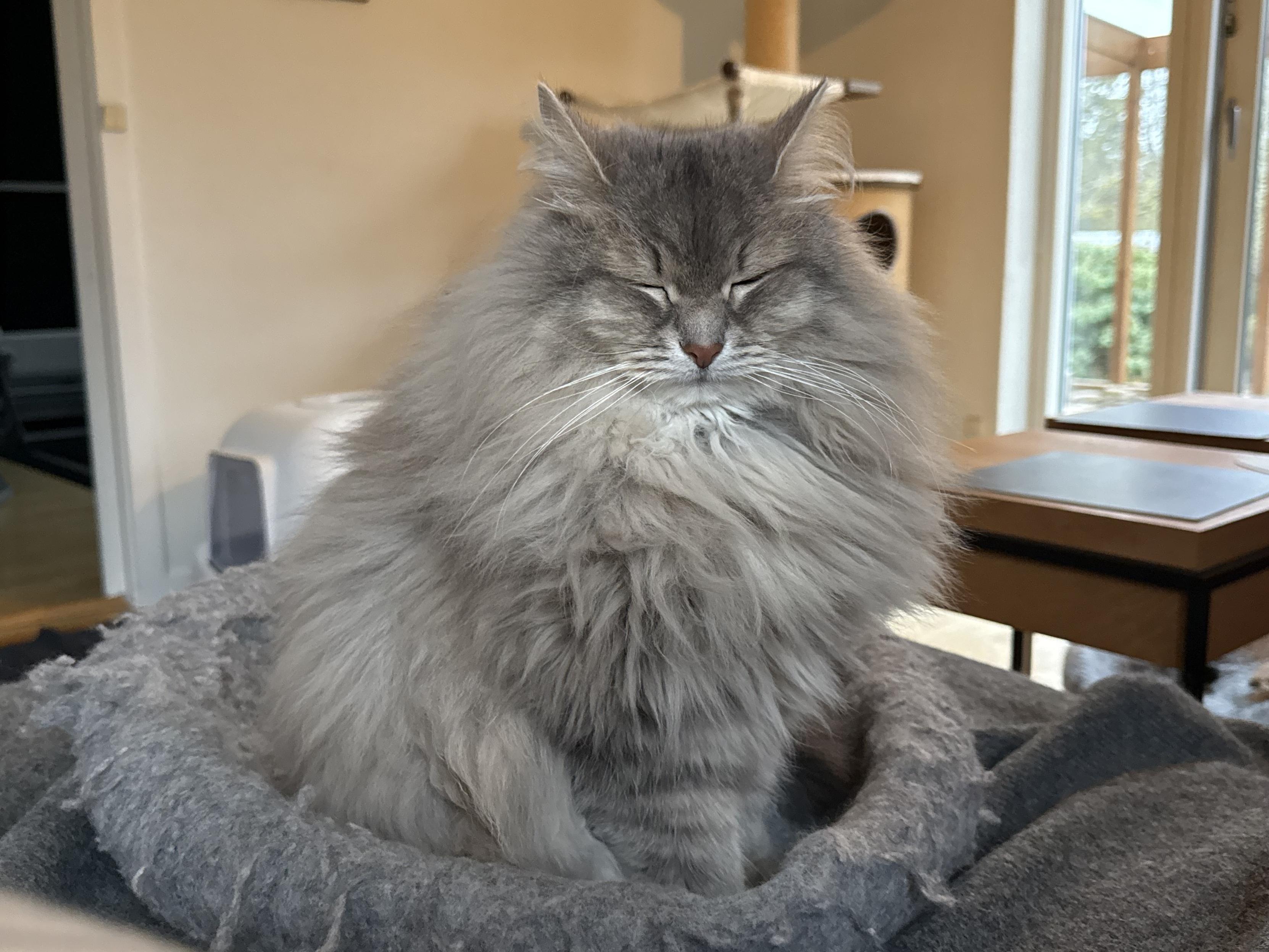 Closeup of a grey Siberian cat (Knold) sitting on a grey cat bed. He looks to be sleeping with his eyes closed despite sitting upright. He is very fluffy, especially his large, majestic mane. His long white whiskers are very prominent.