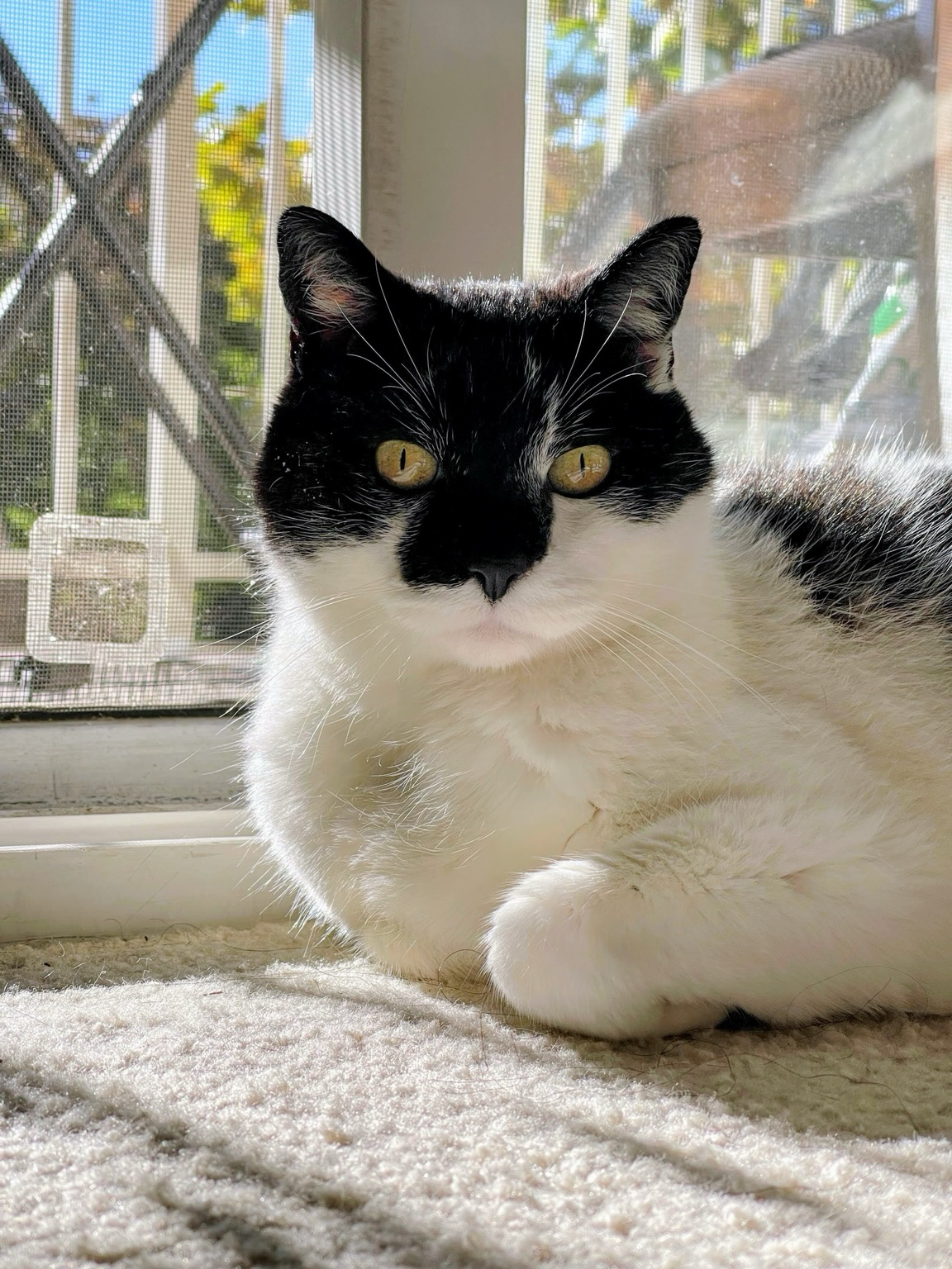 A black and white cat looking into your eyes directly ❤️