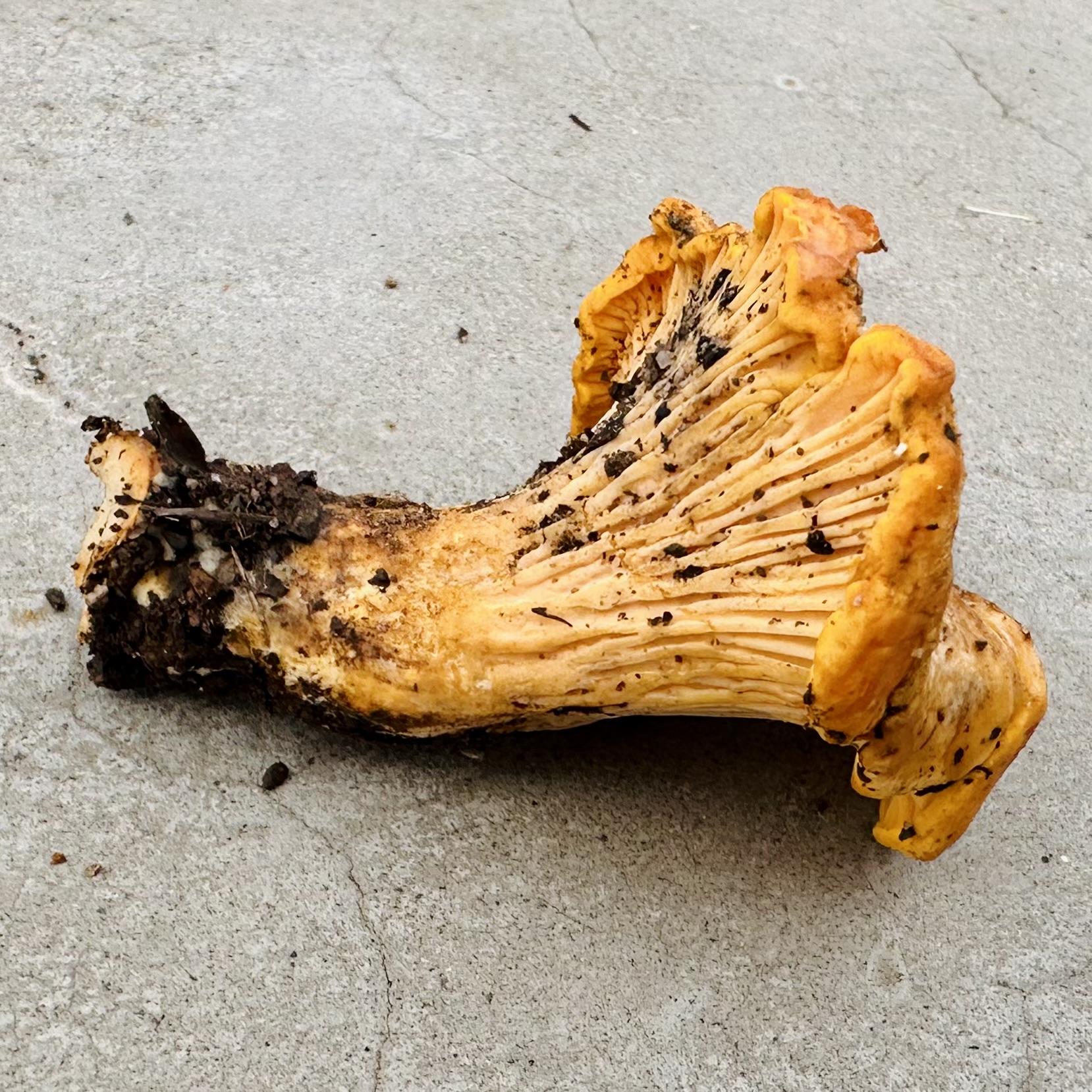 A photo of a chanterelle with dirty on it 