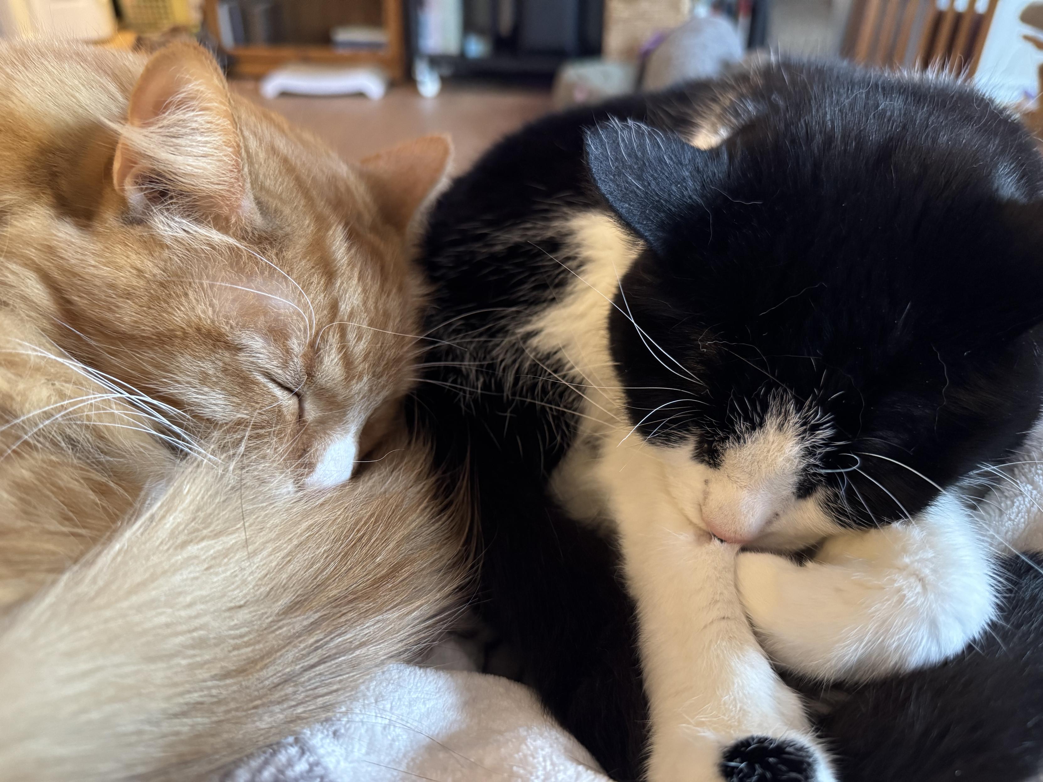 Two cats cuddled up together, an orange and white cat and a black and white cat.
